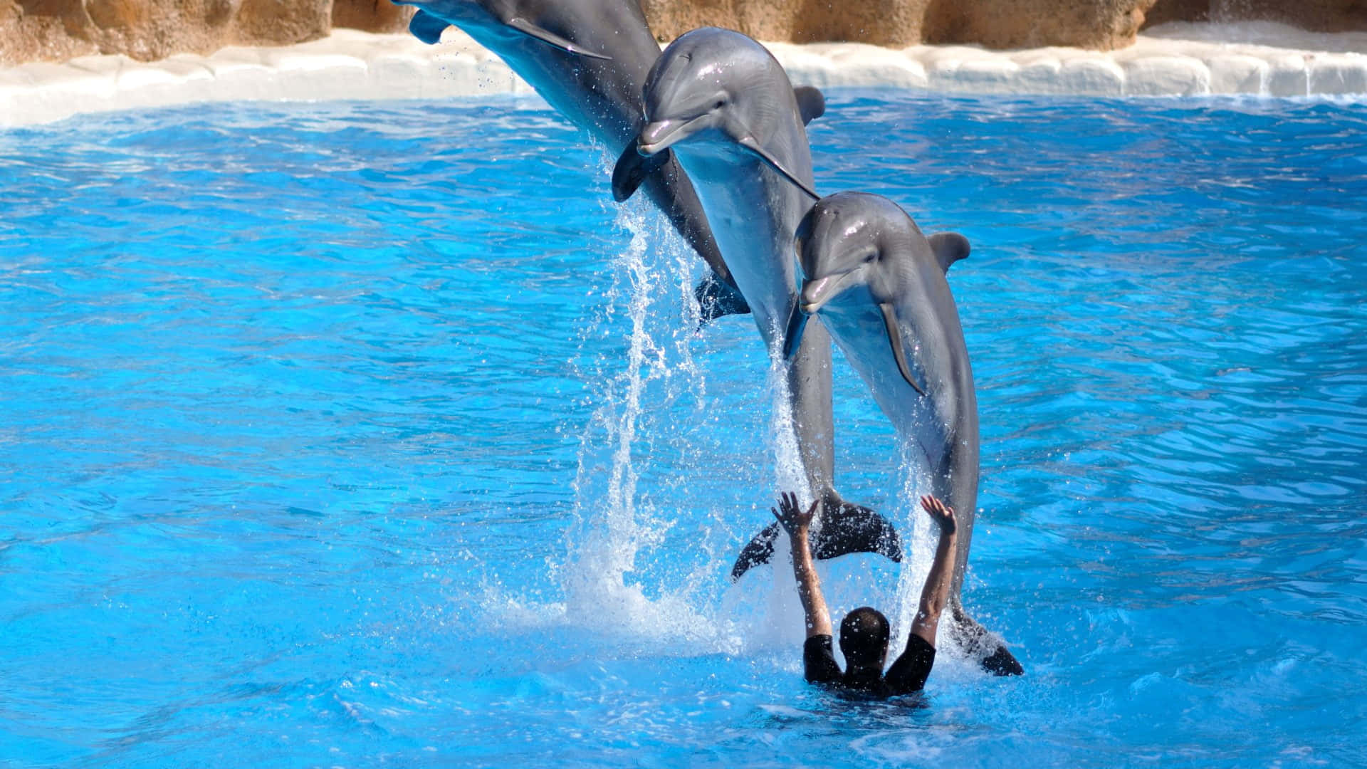 Sumérgeteen Un Mundo De Maravillas Con Un Delfín Genial. Fondo de pantalla