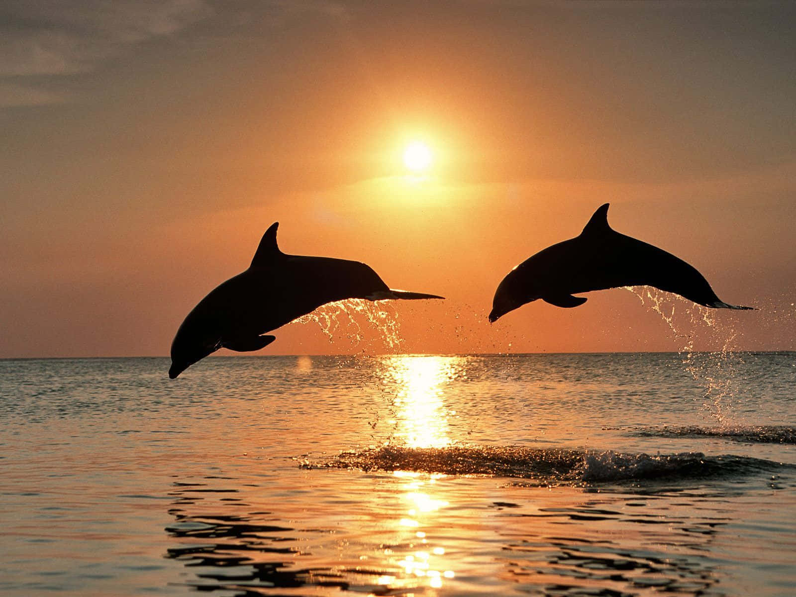 Papelde Parede De Golfinhos Incríveis Ao Por Do Sol. Papel de Parede