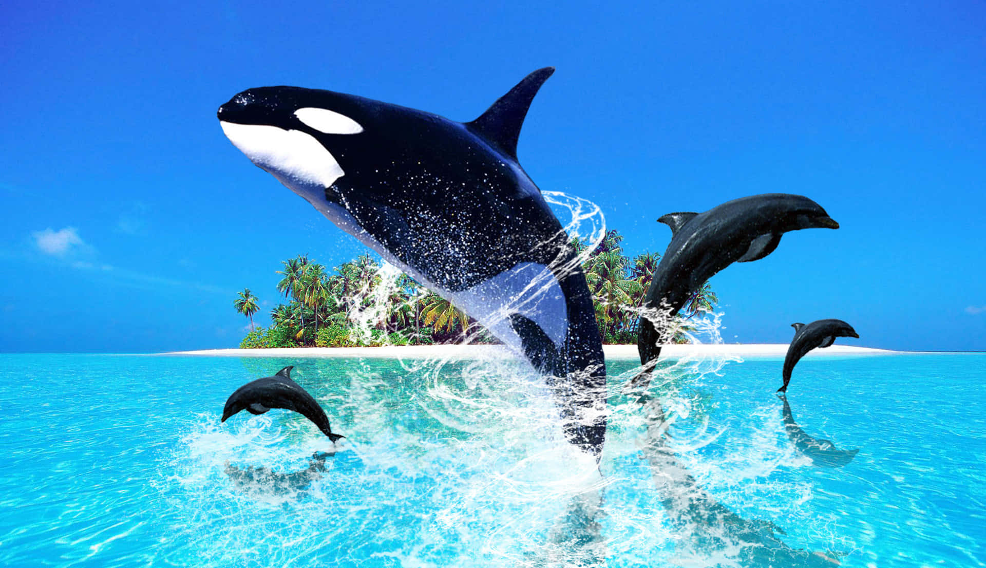 Orcassaltando En El Océano Junto Con Delfines Fondo de pantalla
