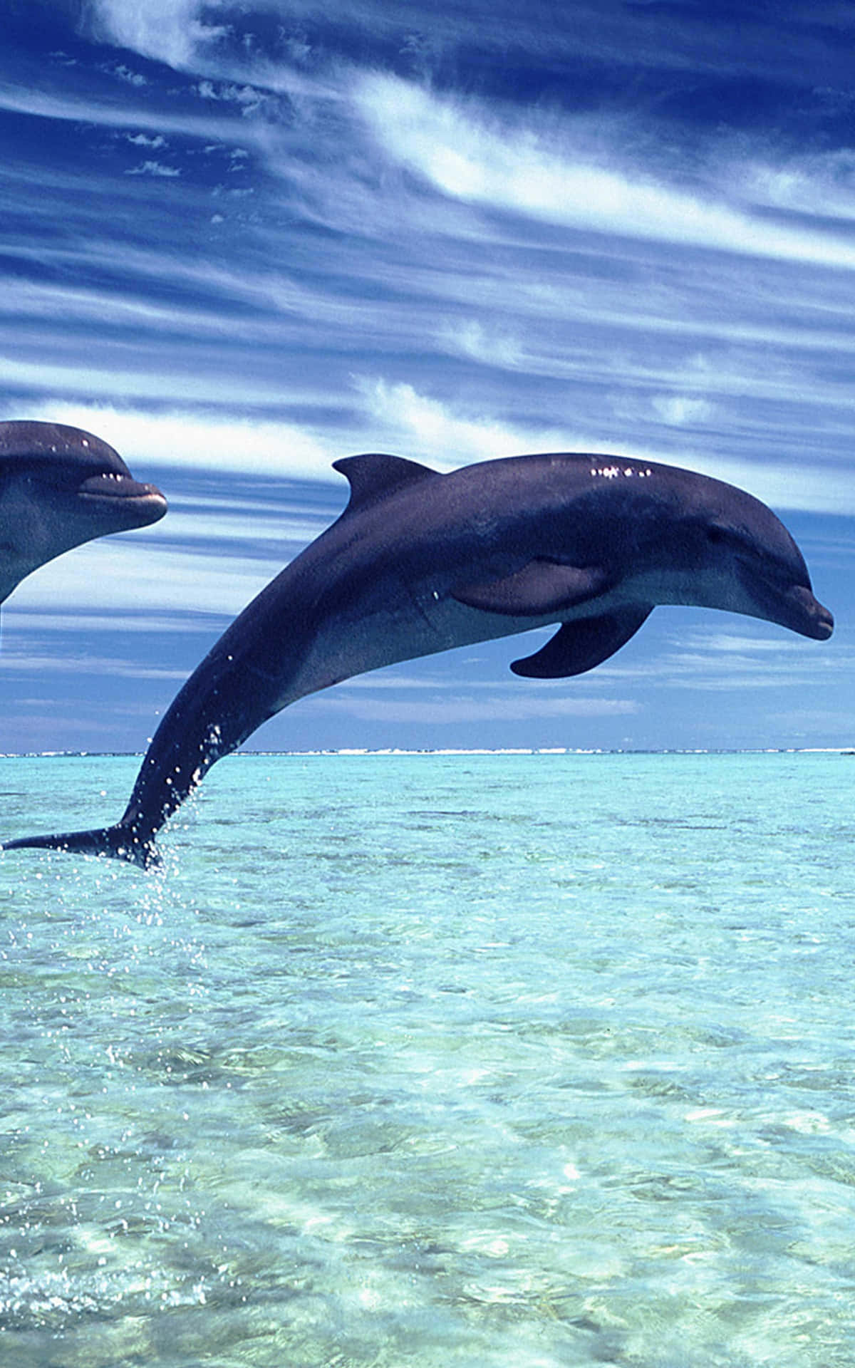 En smuk kølig delfin, der bringer glæde og ro til vores dag. Wallpaper