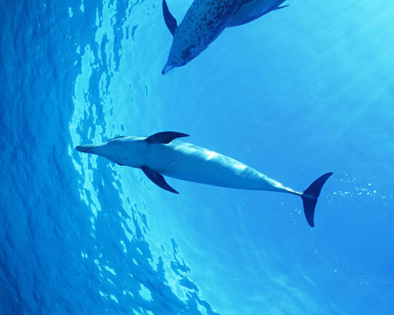 Papelde Parede Legal De Golfinhos No Oceano. Papel de Parede