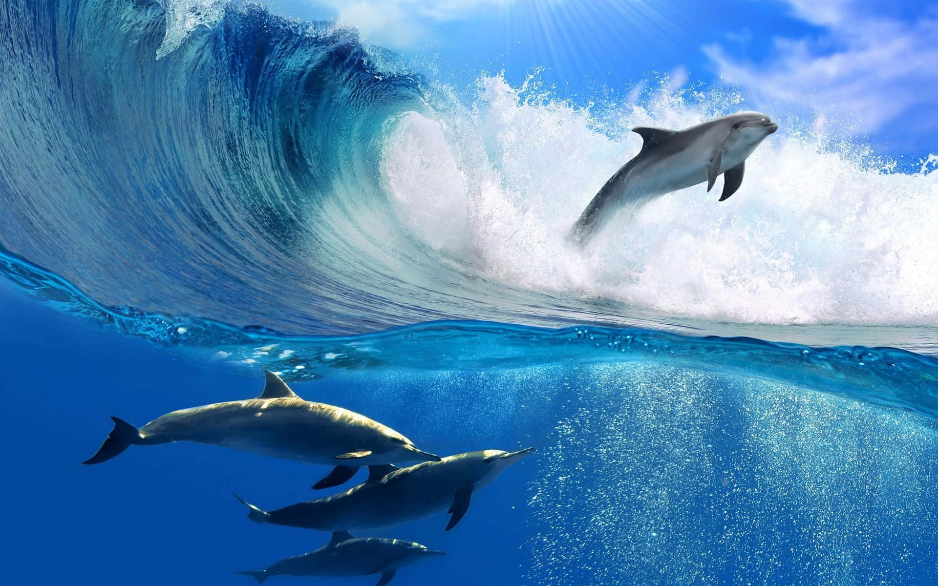 Erstaunlicherdelphin Macht Eine Pause Wallpaper