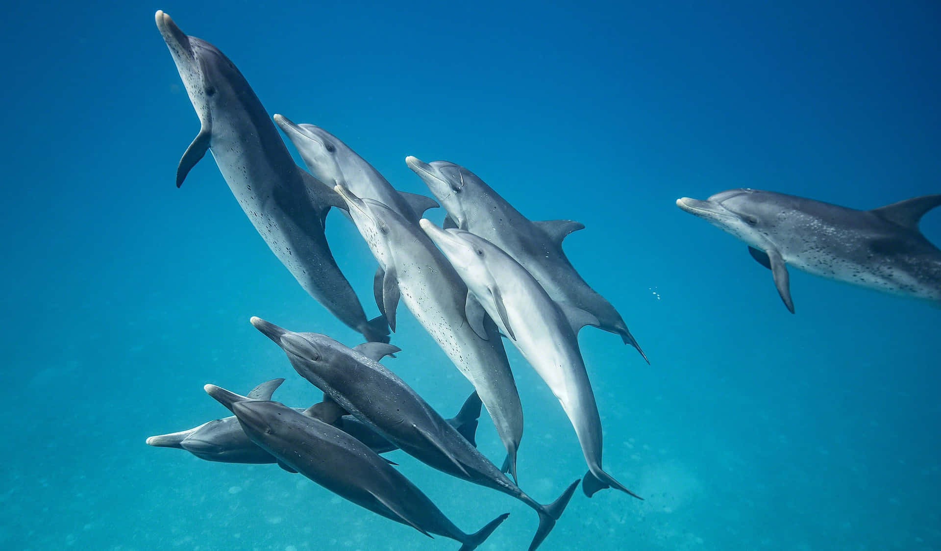 En sjælden kølig delfin svømmer i det kølige, blå vand. Wallpaper