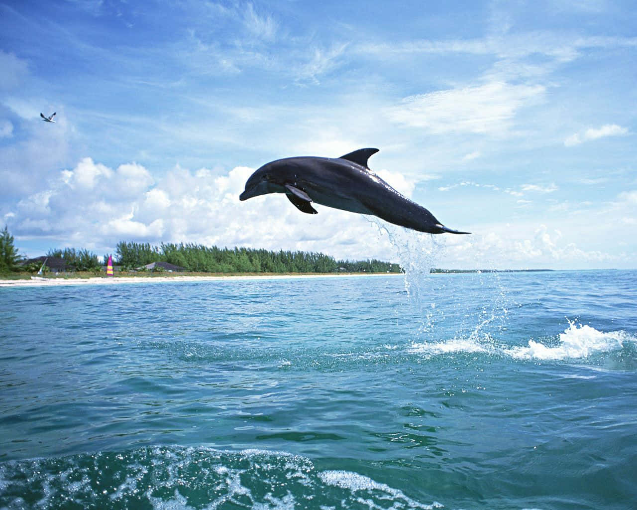 Jumping into the Sea with Joy Wallpaper