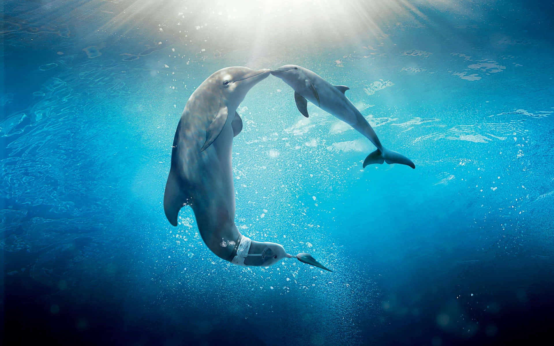 A cool dolphin gracefully swimming in the night sky. Wallpaper