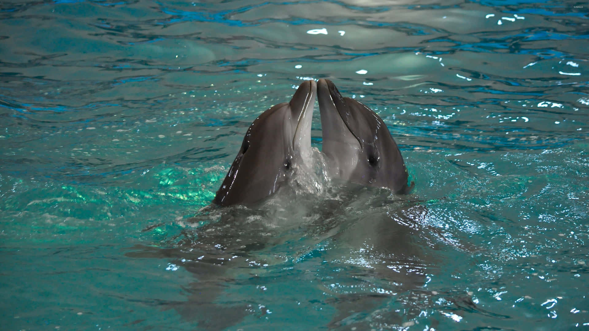 Delfíngenial Zambulléndose En El Océano. Fondo de pantalla