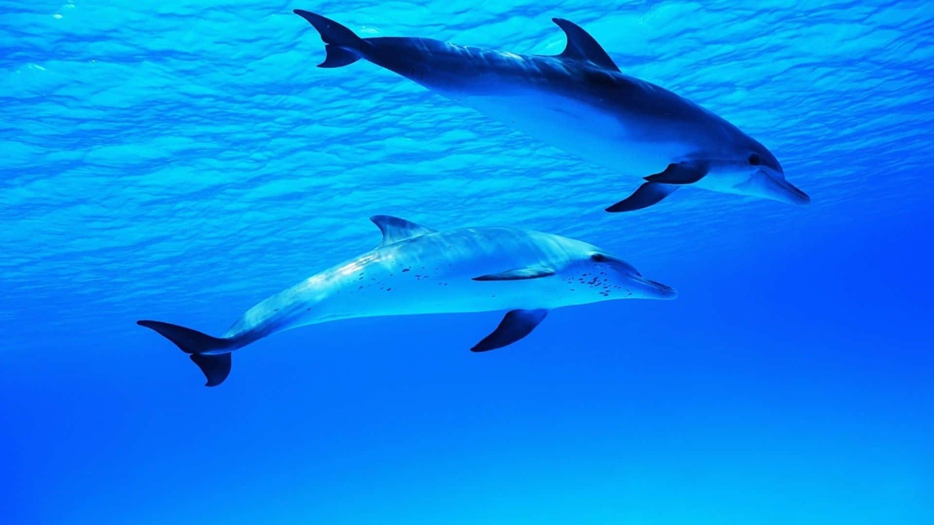 Enbedårande Hoppande Delfin Wallpaper