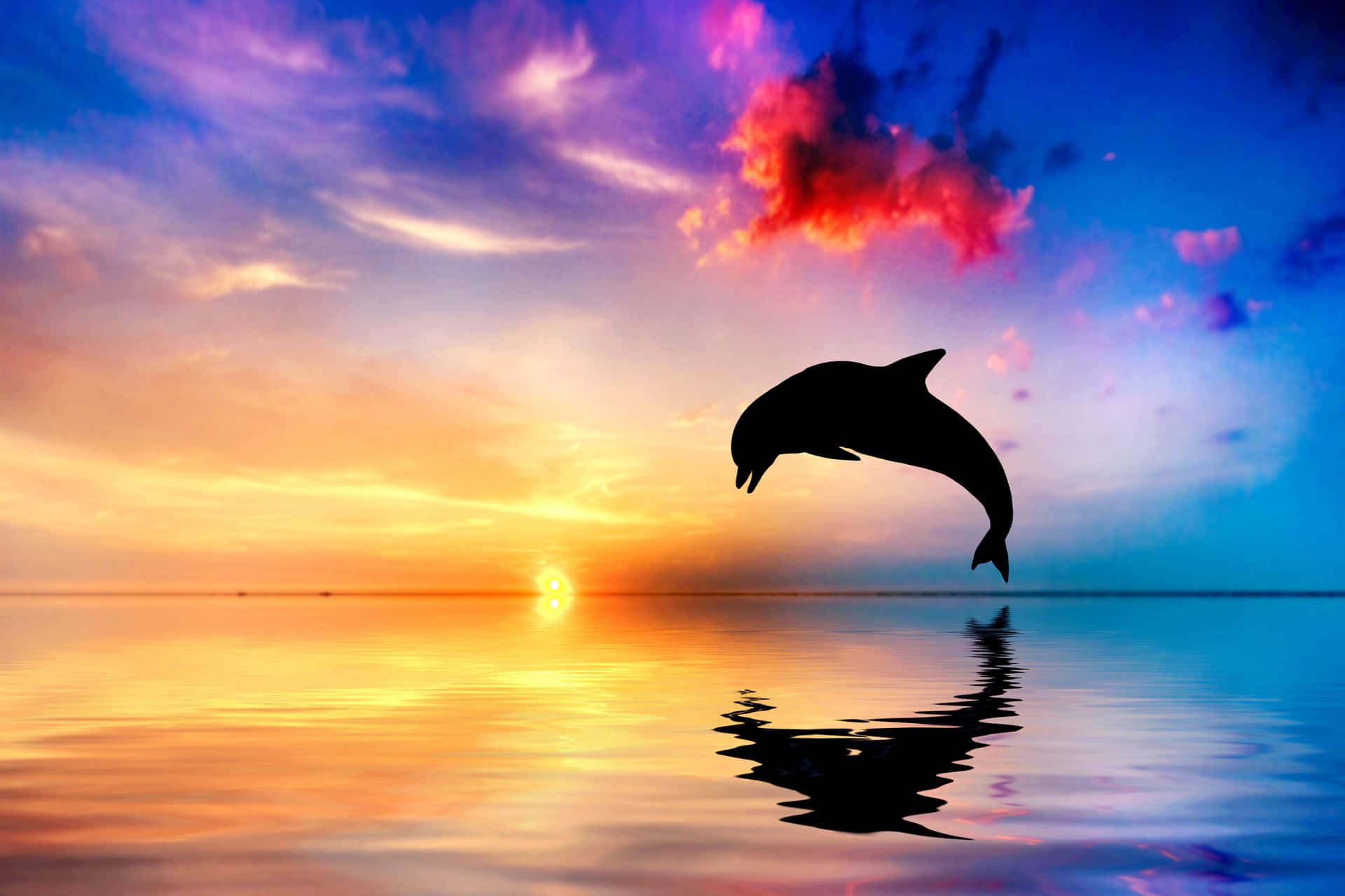 Slappnaav Vid Vattnet Med Denna Coola Delfin Som Bakgrundsbild Till Din Dator Eller Mobiltelefon. Wallpaper