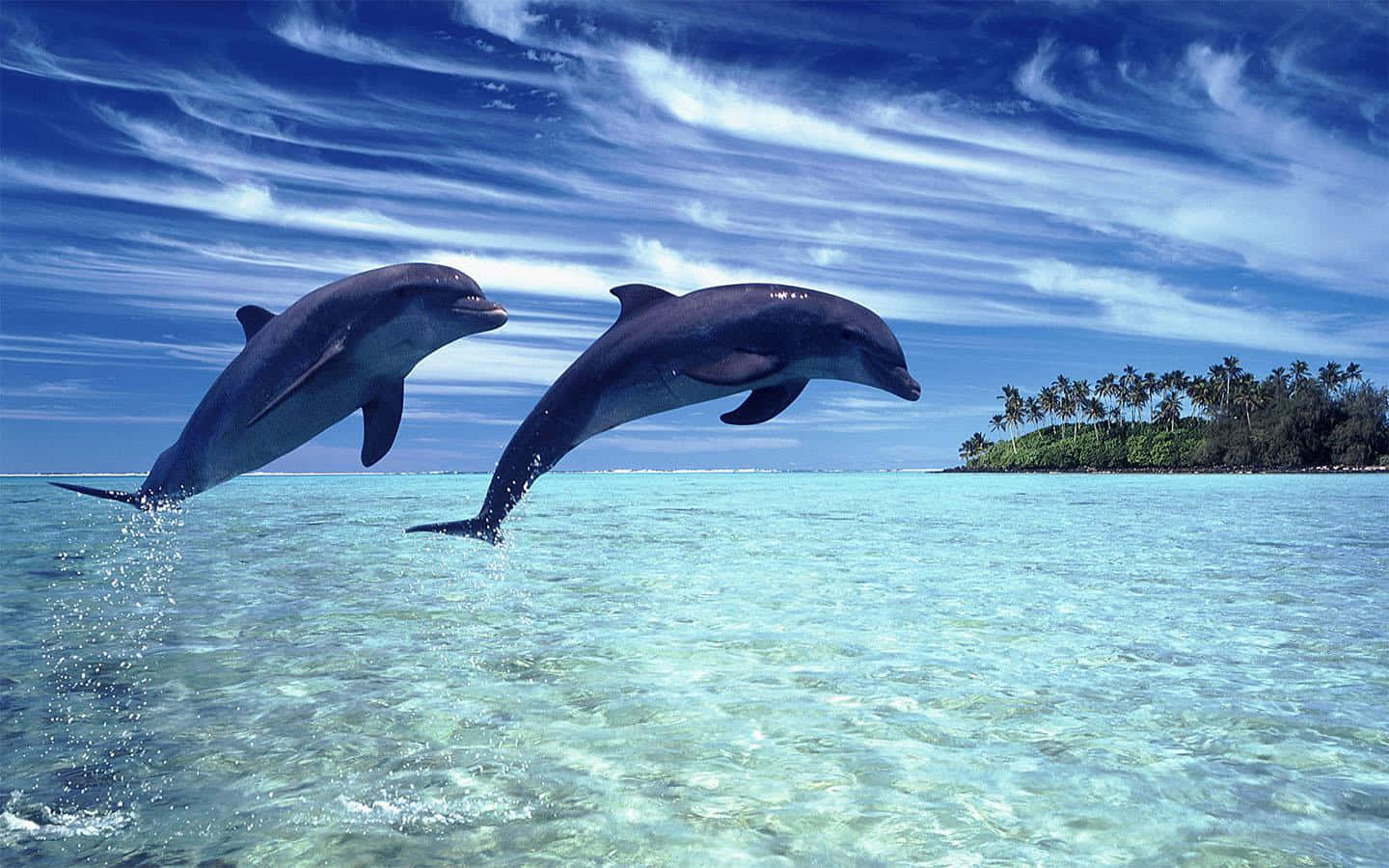 Cool Beach Dolphins Wallpaper