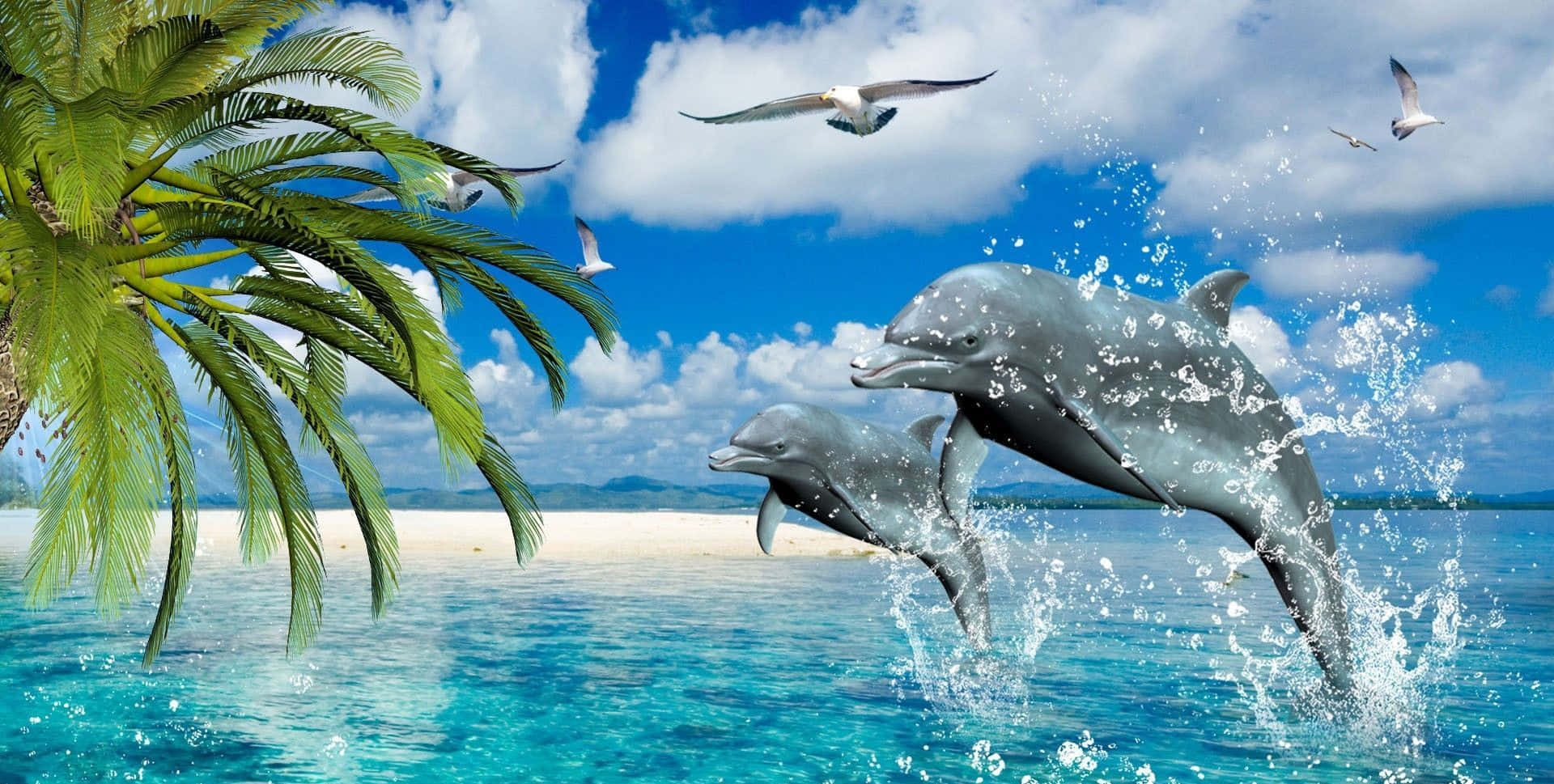 A Resting Cool Dolphin Wallpaper