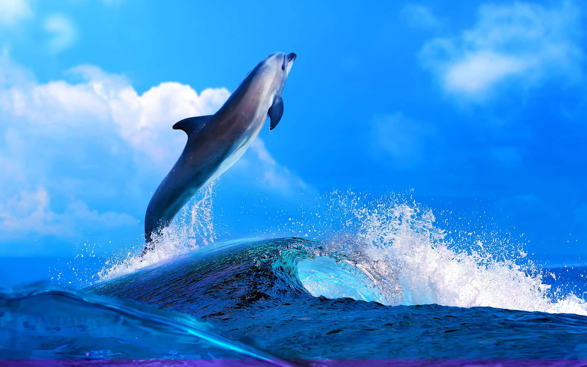 Tauchensie Ein Mit Diesem Coolen Delfin! Wallpaper