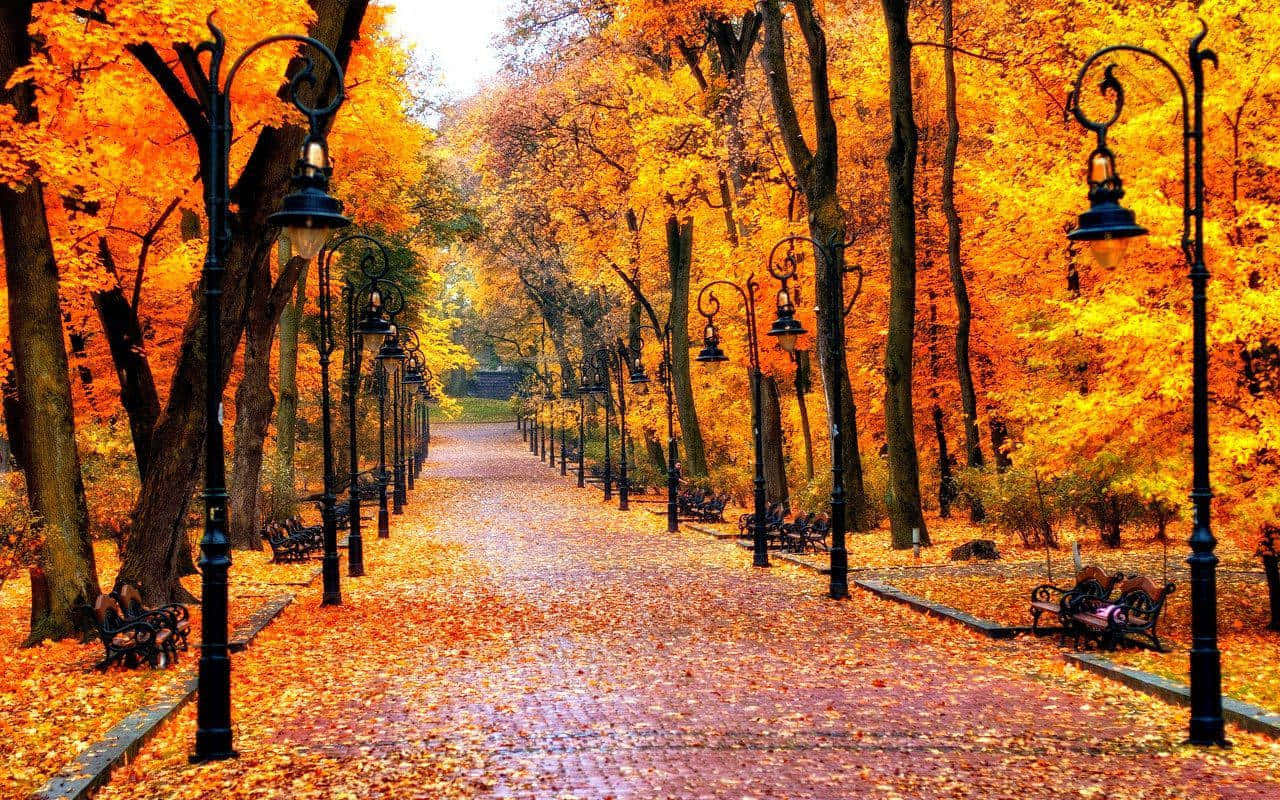 Et perfekt dag for en gåtur i parken om efteråret. Wallpaper