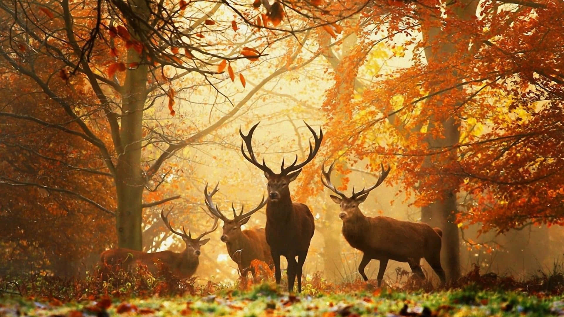 "Enjoy the Beautiful Hues of Autumn" Wallpaper