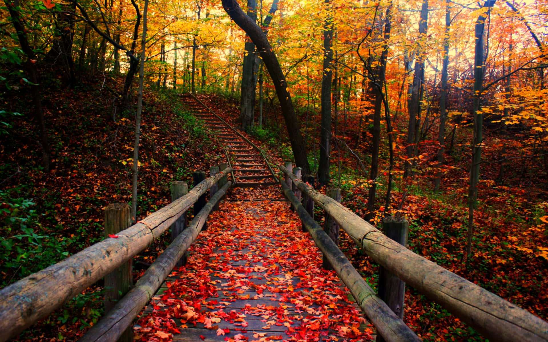 Einbunter Herbstbaum Umgeben Von Roten Und Orangefarbenen Blättern Wallpaper