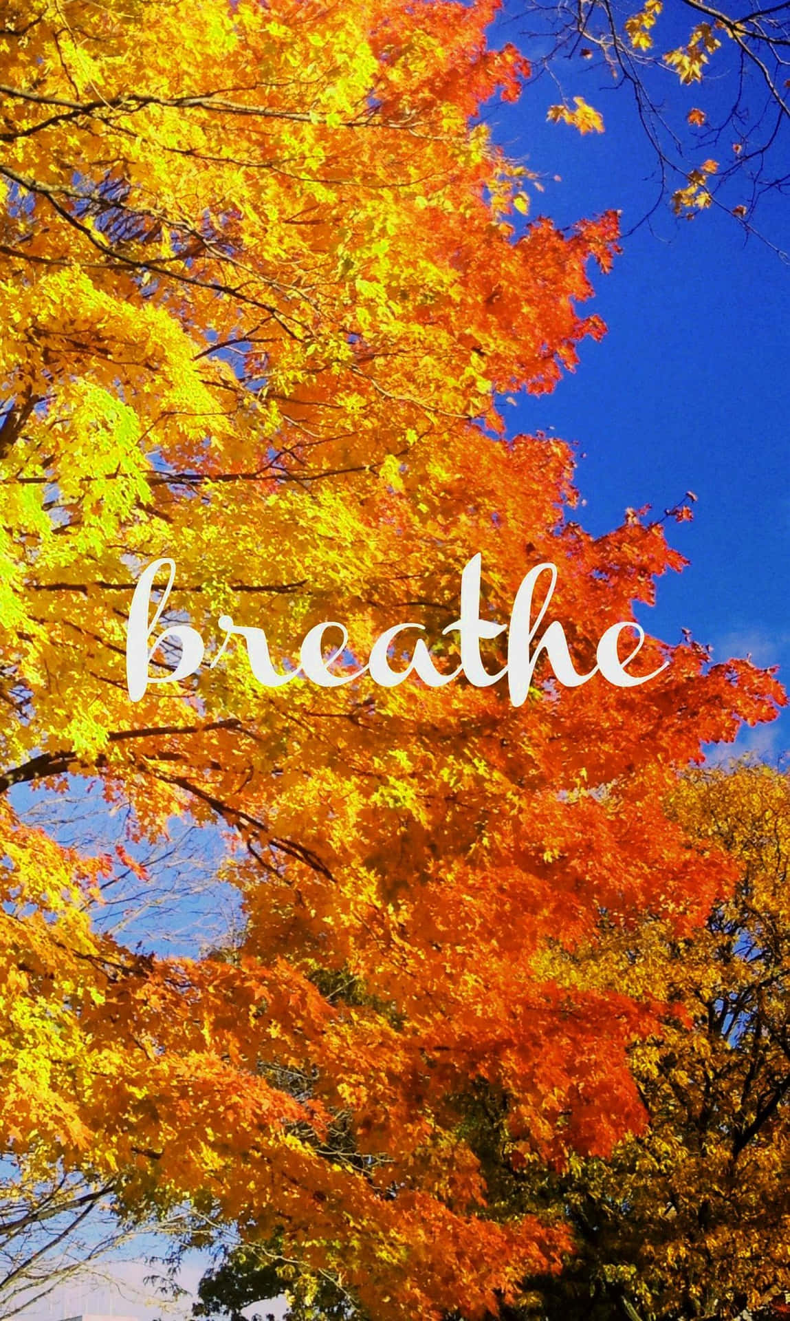 Embracer skønheden af efteråret med denne vidunderlige landskab visning. Wallpaper