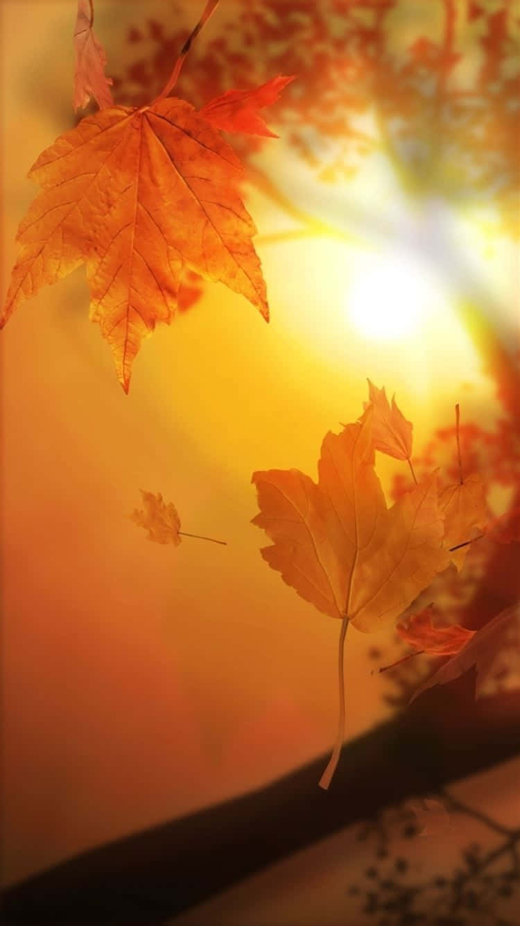 Àmedida Que O Outono Se Aproxima, As Florestas Vibrantes Do Outono Chamam A Atenção Como Imagens De Fundo De Computador Ou Celular. Papel de Parede