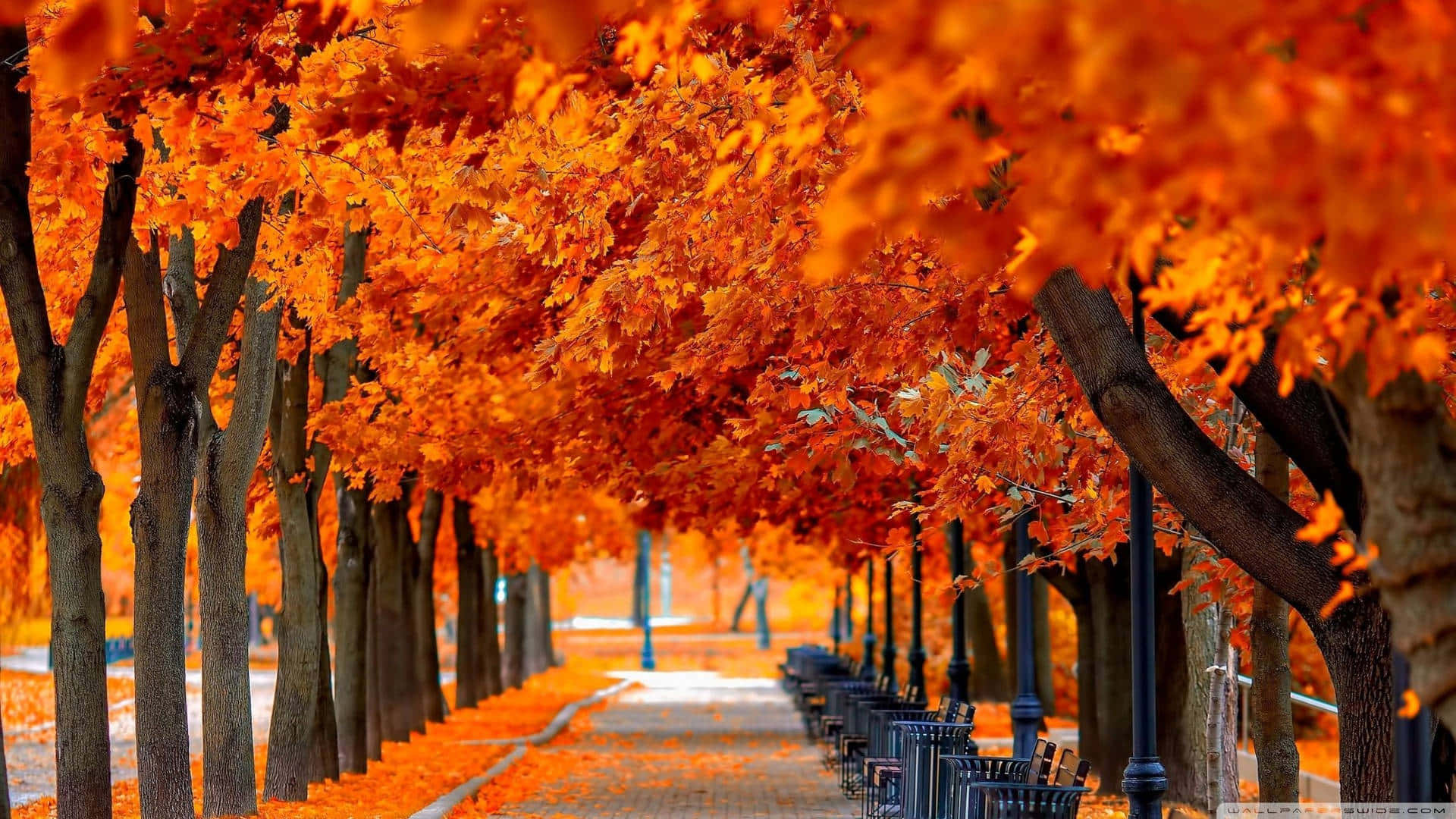 Contemplate nature's autumnal aura Wallpaper