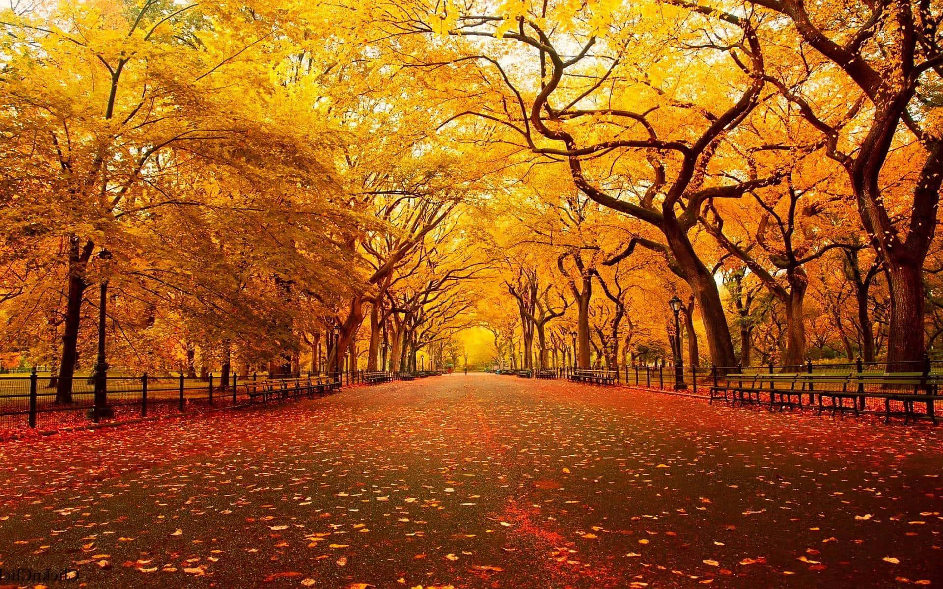 Enjoy the beauty of the season with a cool fall walk. Wallpaper