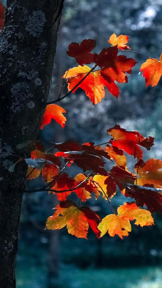Foglied'autunno Su Un Albero Sfondo