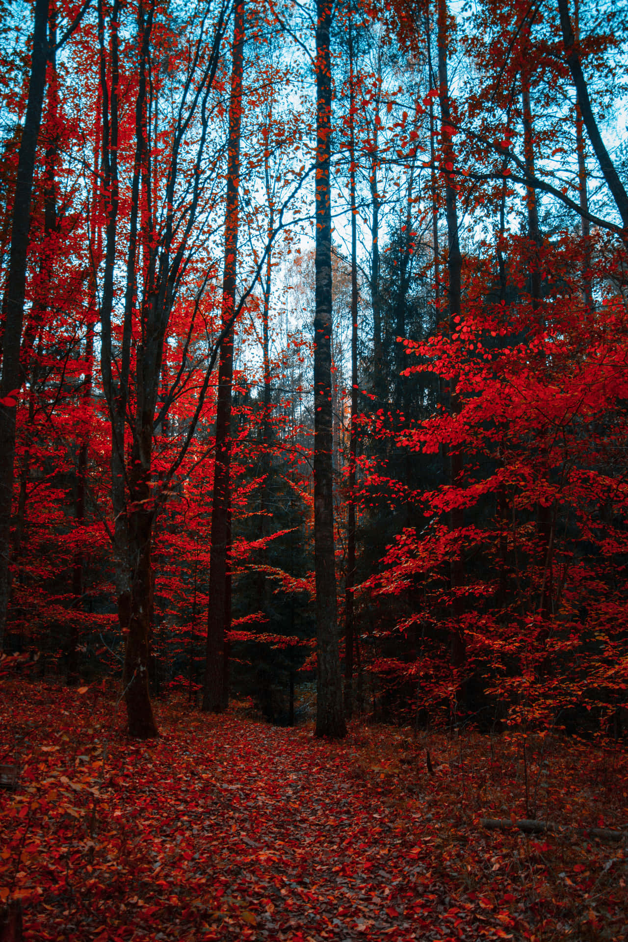 Genießensie Einen Friedlichen Spaziergang Durch Ein Wunderschönes Herbstliches Paradies Wallpaper