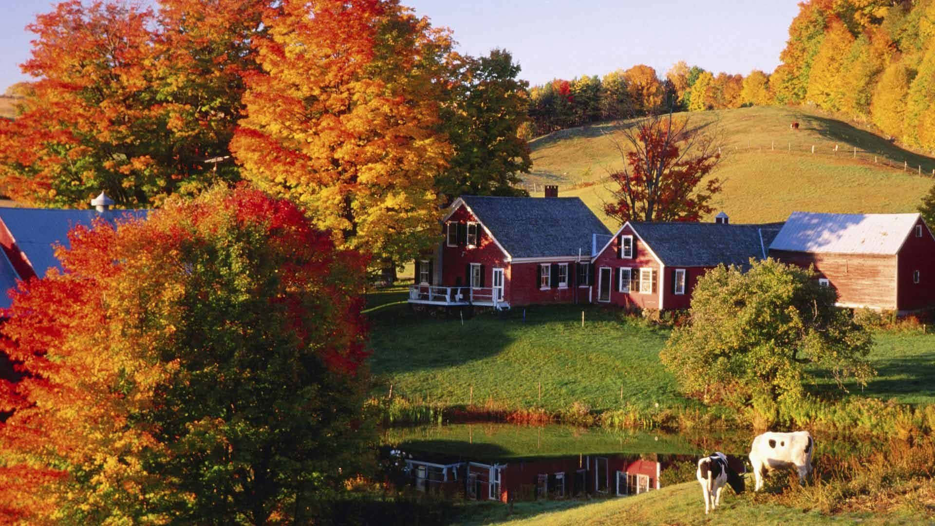 En gård med køer og træer i efteråret Wallpaper