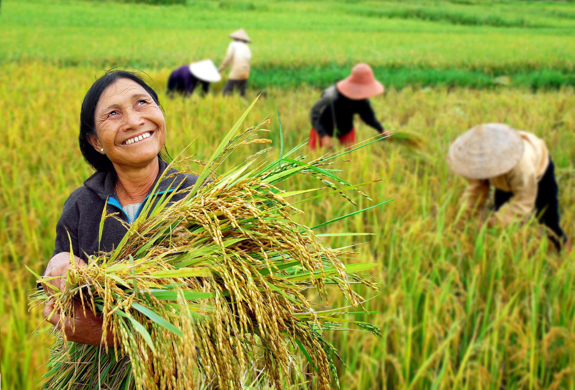 Einefrau Hält Reis Auf Einem Feld. Wallpaper