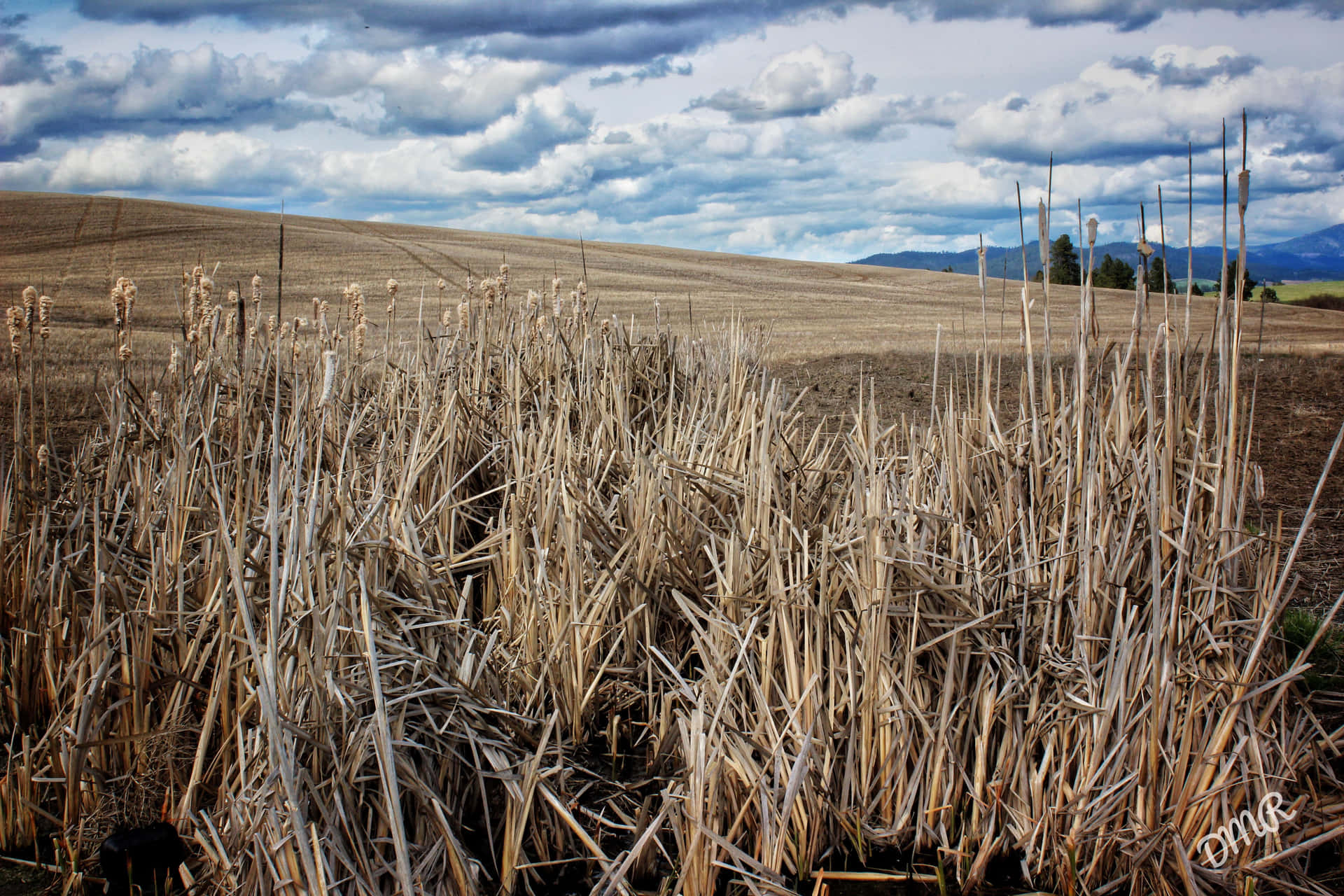 A Field Of Reeds Wallpaper