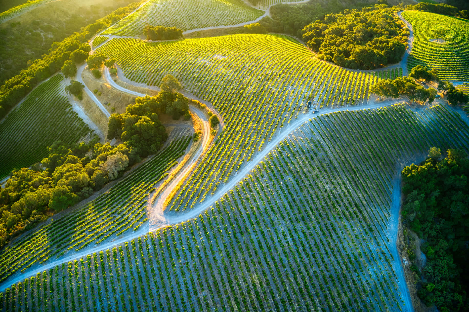 Aerial View Of Vineyards In California Wallpaper