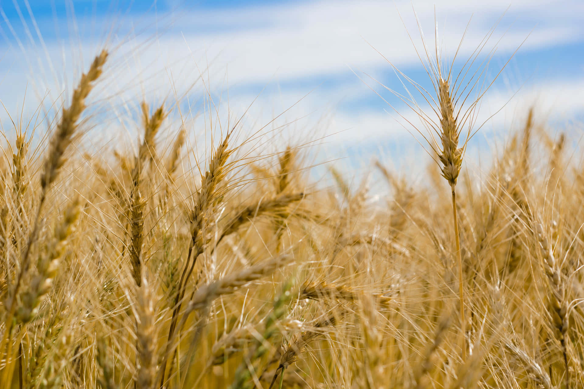 A Field Of Wheat With A Blue Sky Wallpaper
