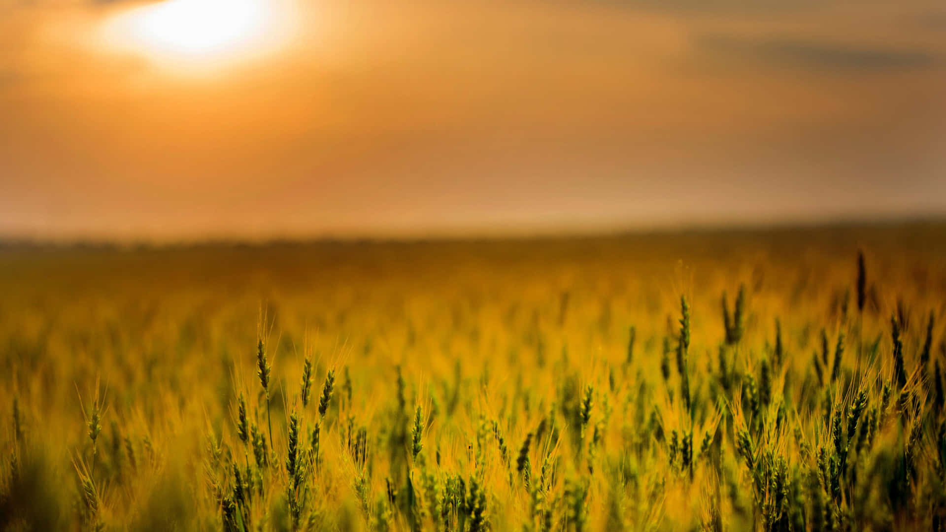 A Field Of Wheat With The Sun Setting Behind It Wallpaper