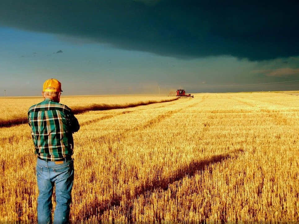 En mand står i en hvedemark og kigger på et uvejrsky Wallpaper