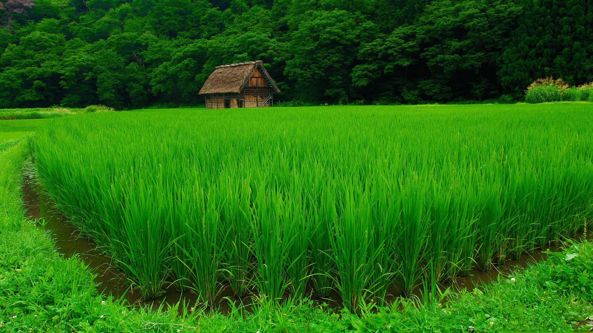 a green field with a small house in the middle Wallpaper