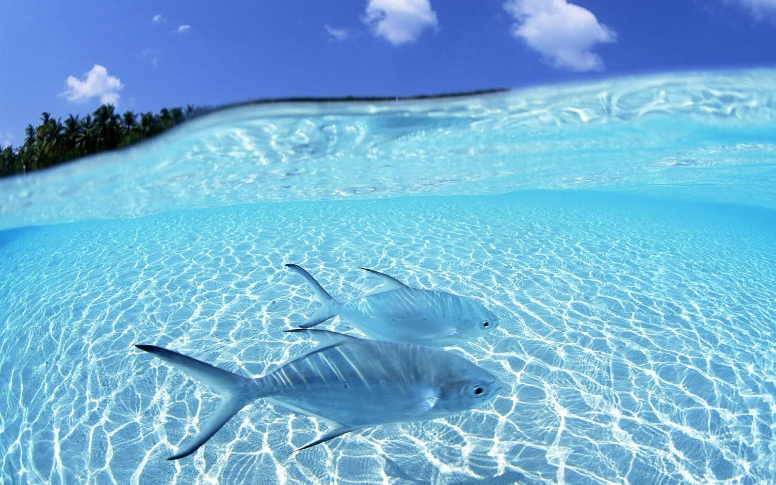 Cool Fish And Clear Water
