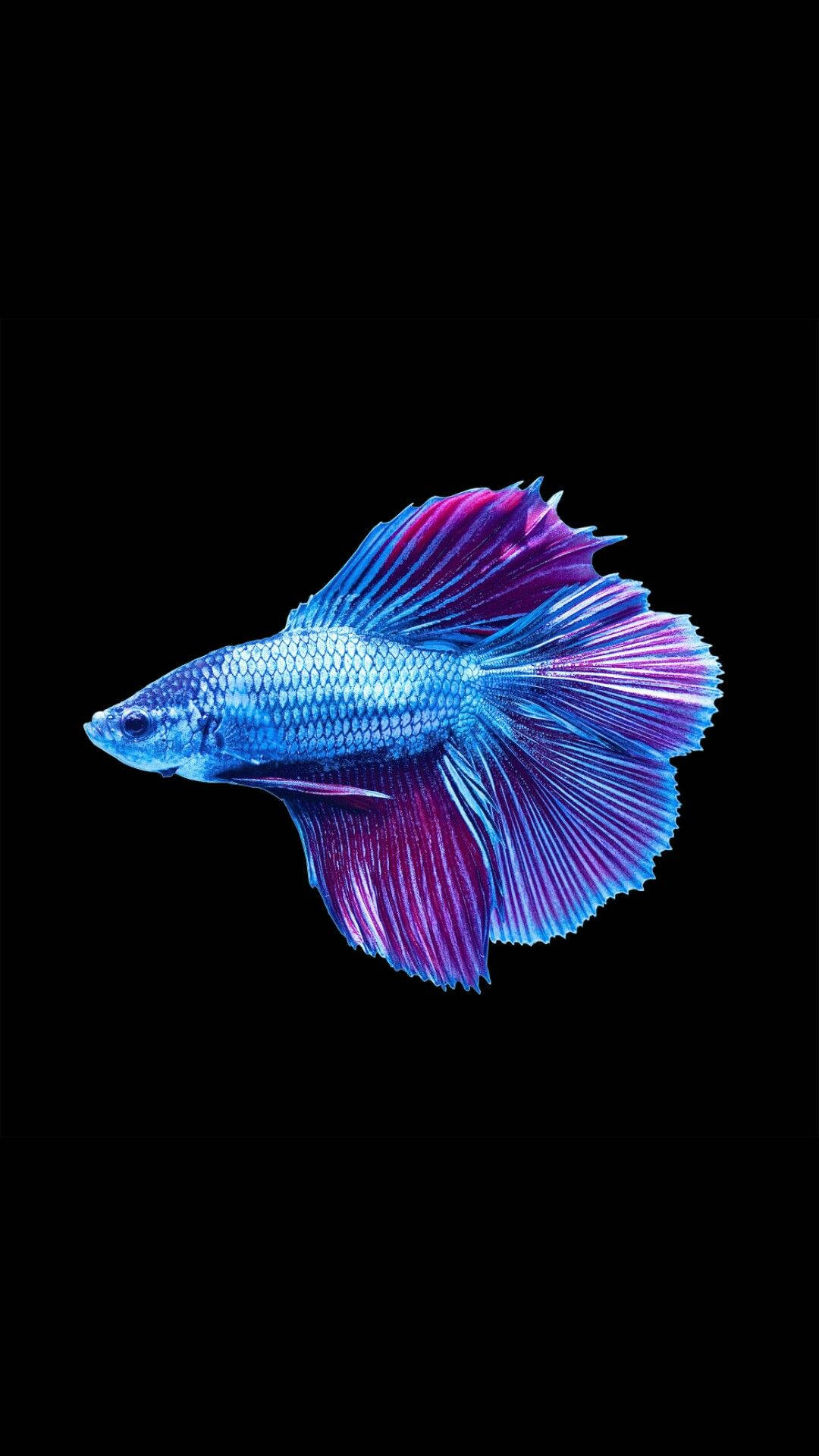 Cool Fish In Bluish-purple