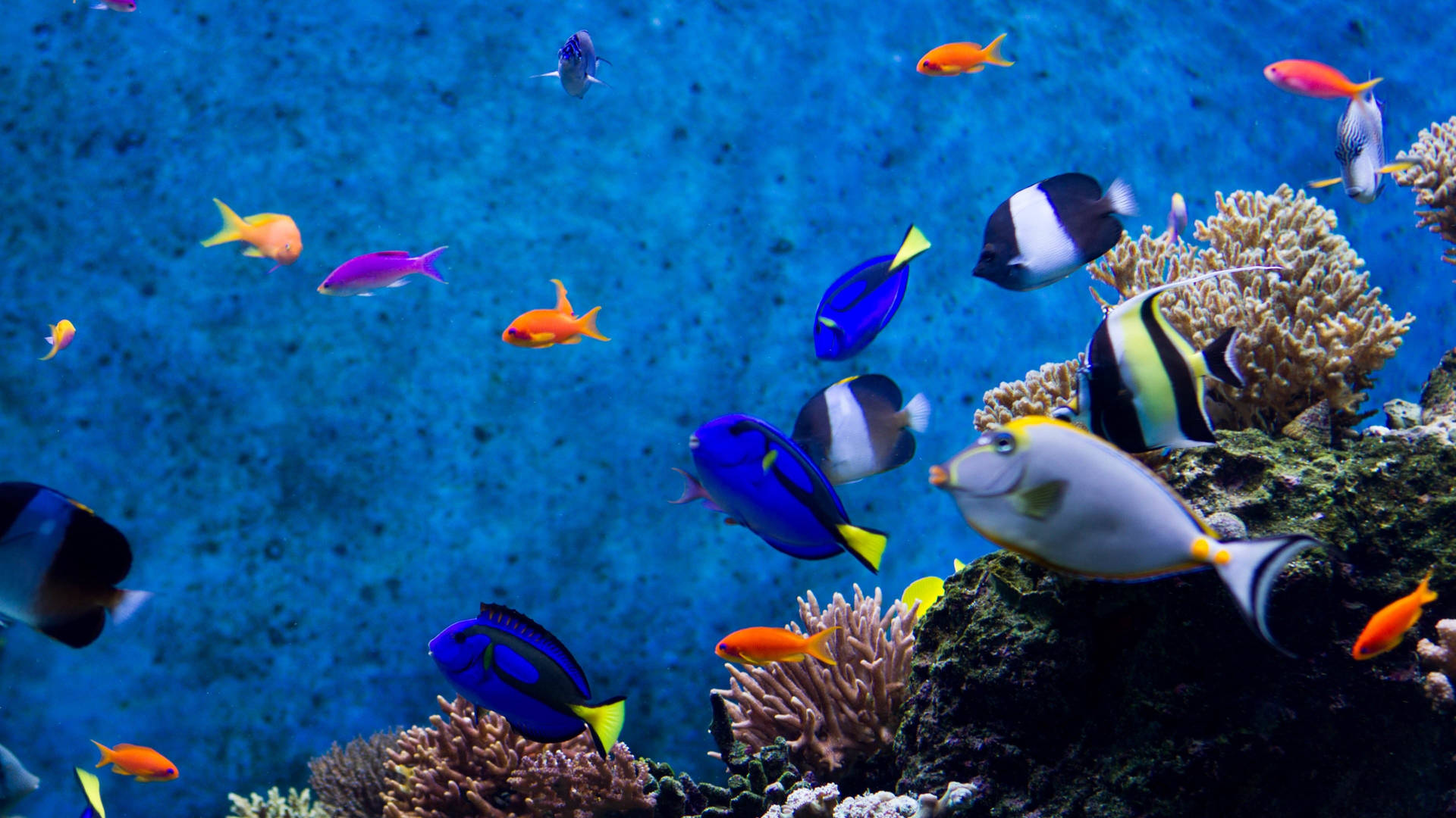 Cool Fish In Deep Blue Ocean