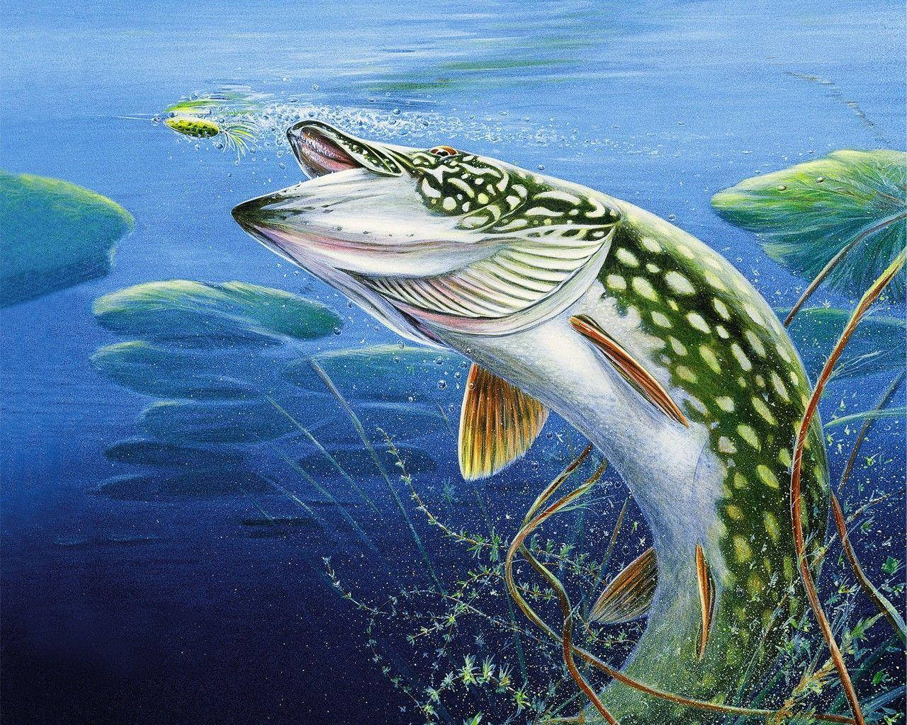 Cool Fish Maleri Wallpaper