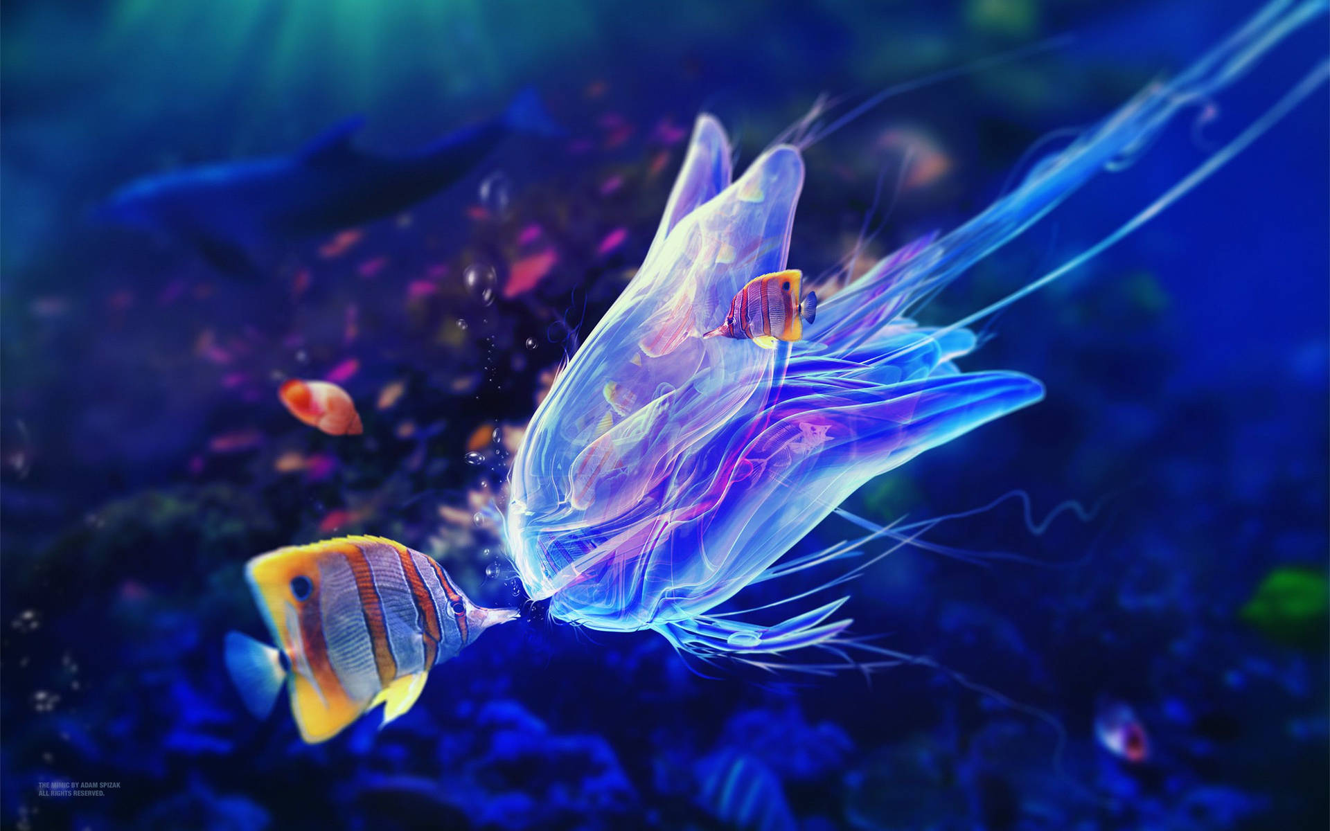 Cool Fish With Jellyfish