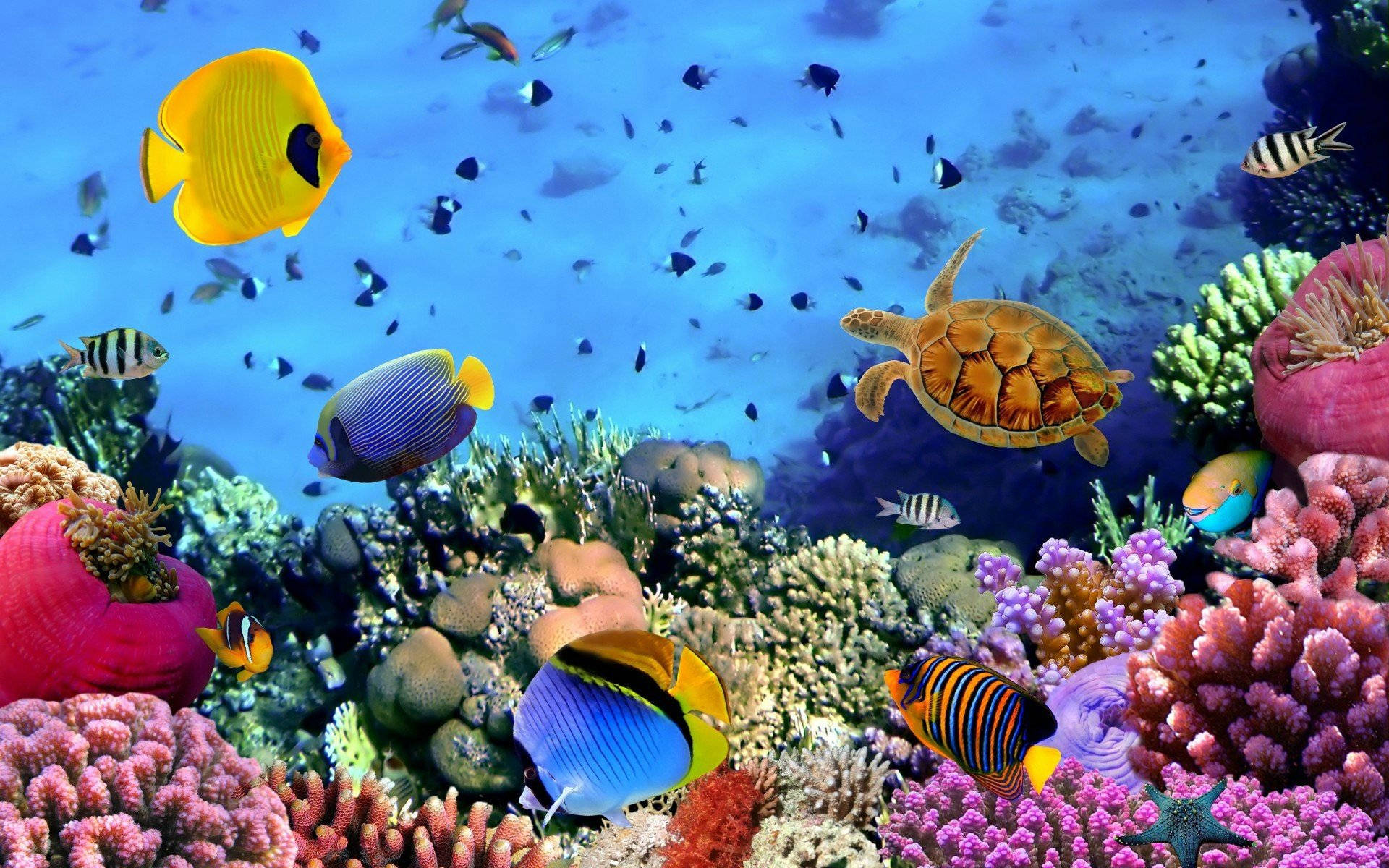 Cool Fisk Med Reef Wallpaper