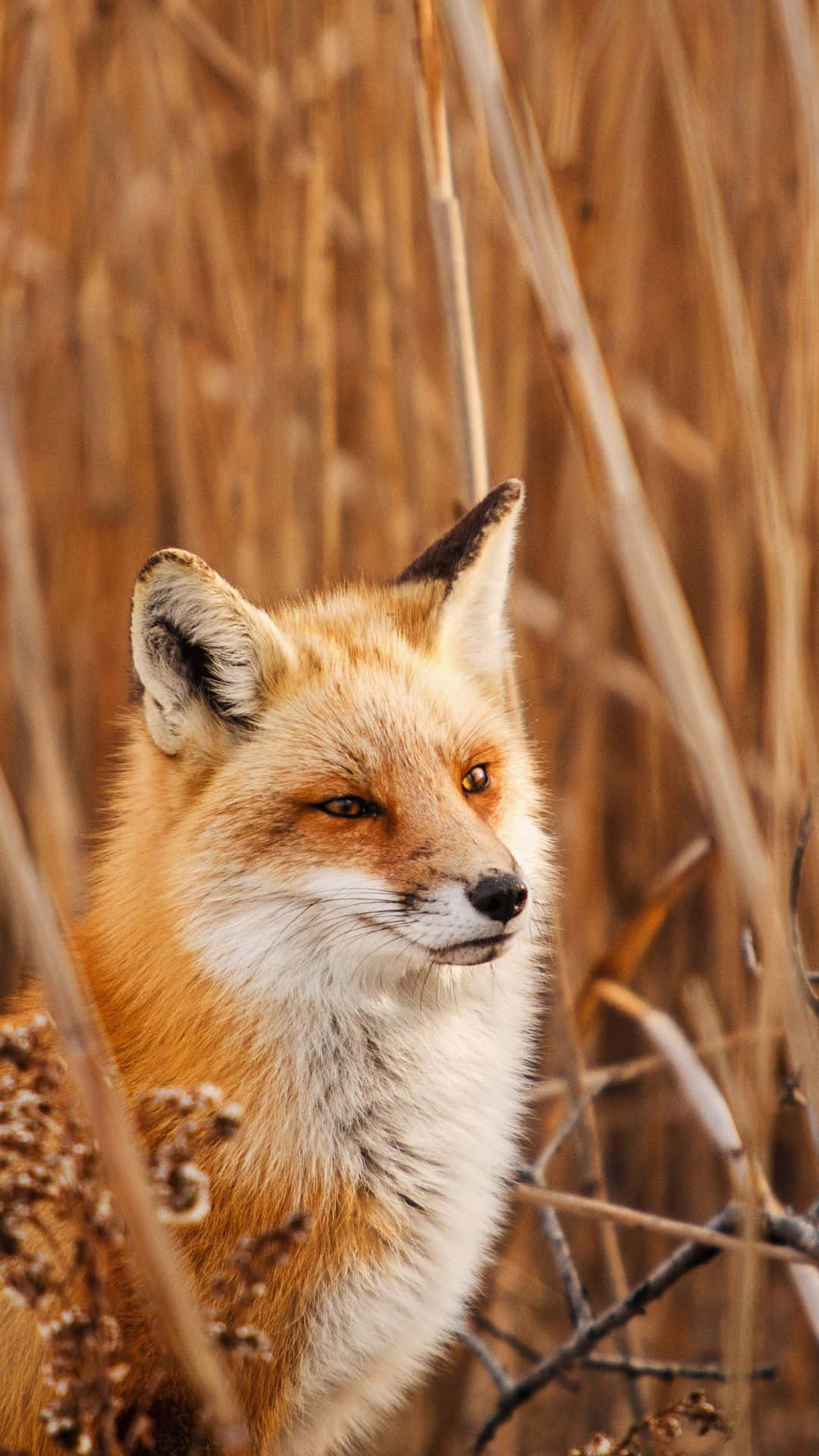 Fox Digital Art 4k, HD Animals, 4k Wallpapers, Images, Backgrounds, Photos  and Pictures