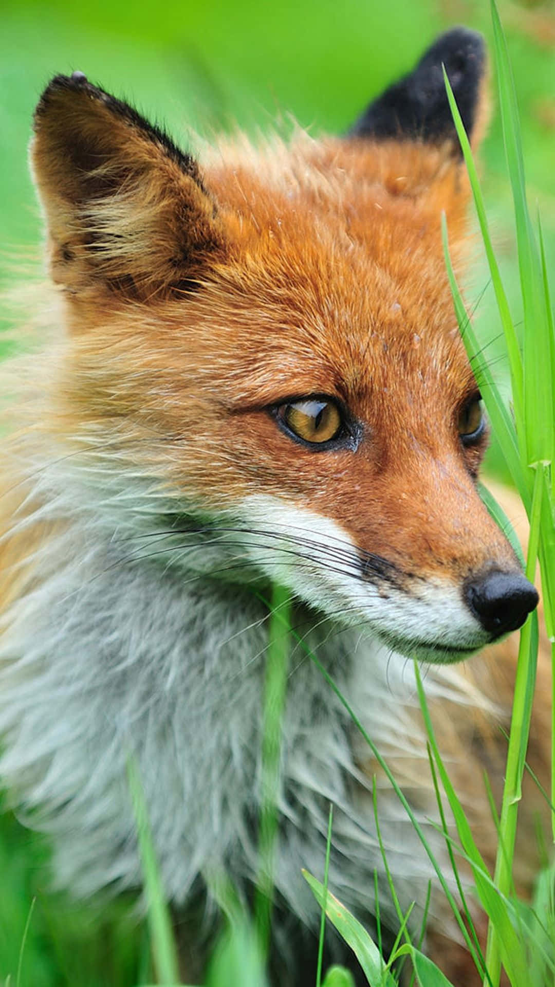 Tag ikke ud med denne cool fox! Wallpaper