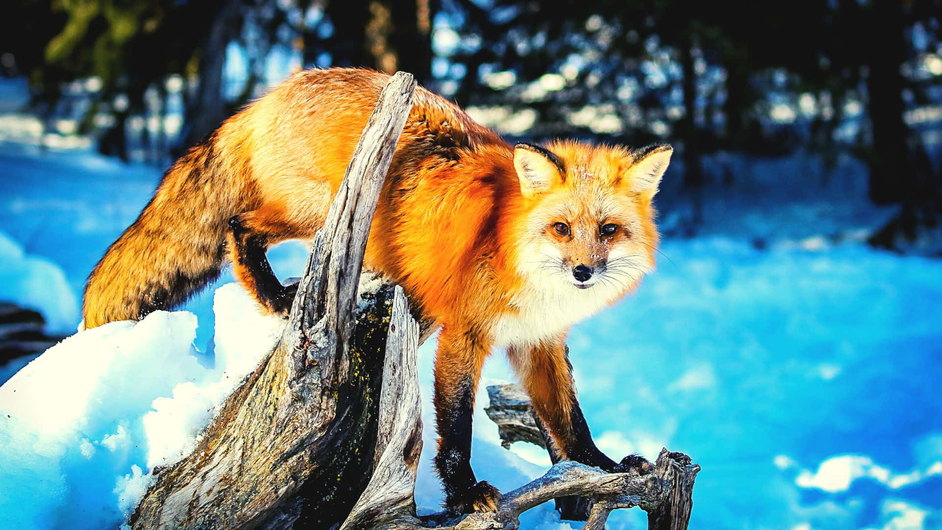 Bildein Neugieriger Roter Fuchs Untersucht Sein Territorium. Wallpaper
