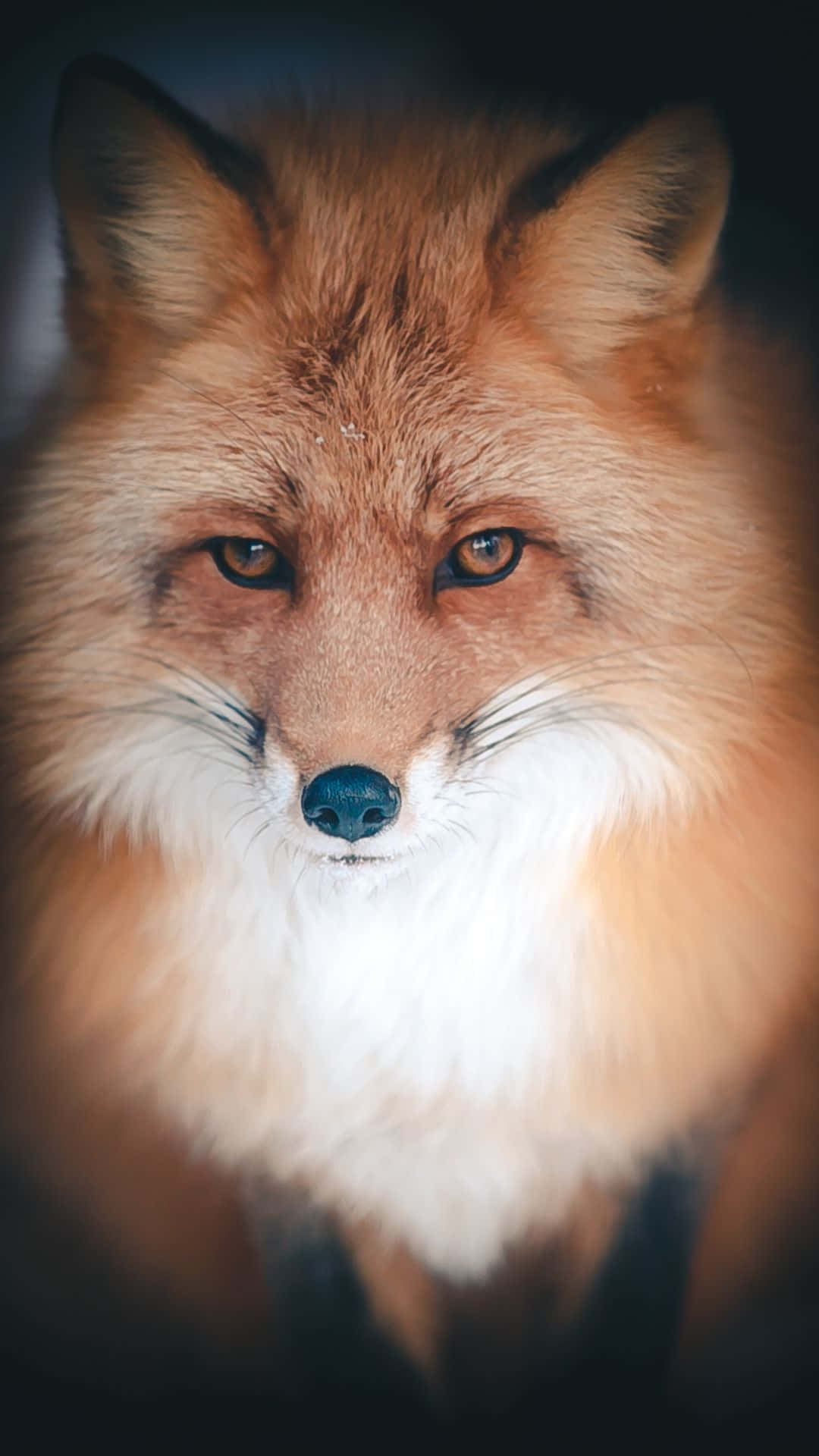 Cool Fox stirrer intensivt i mørket. Wallpaper