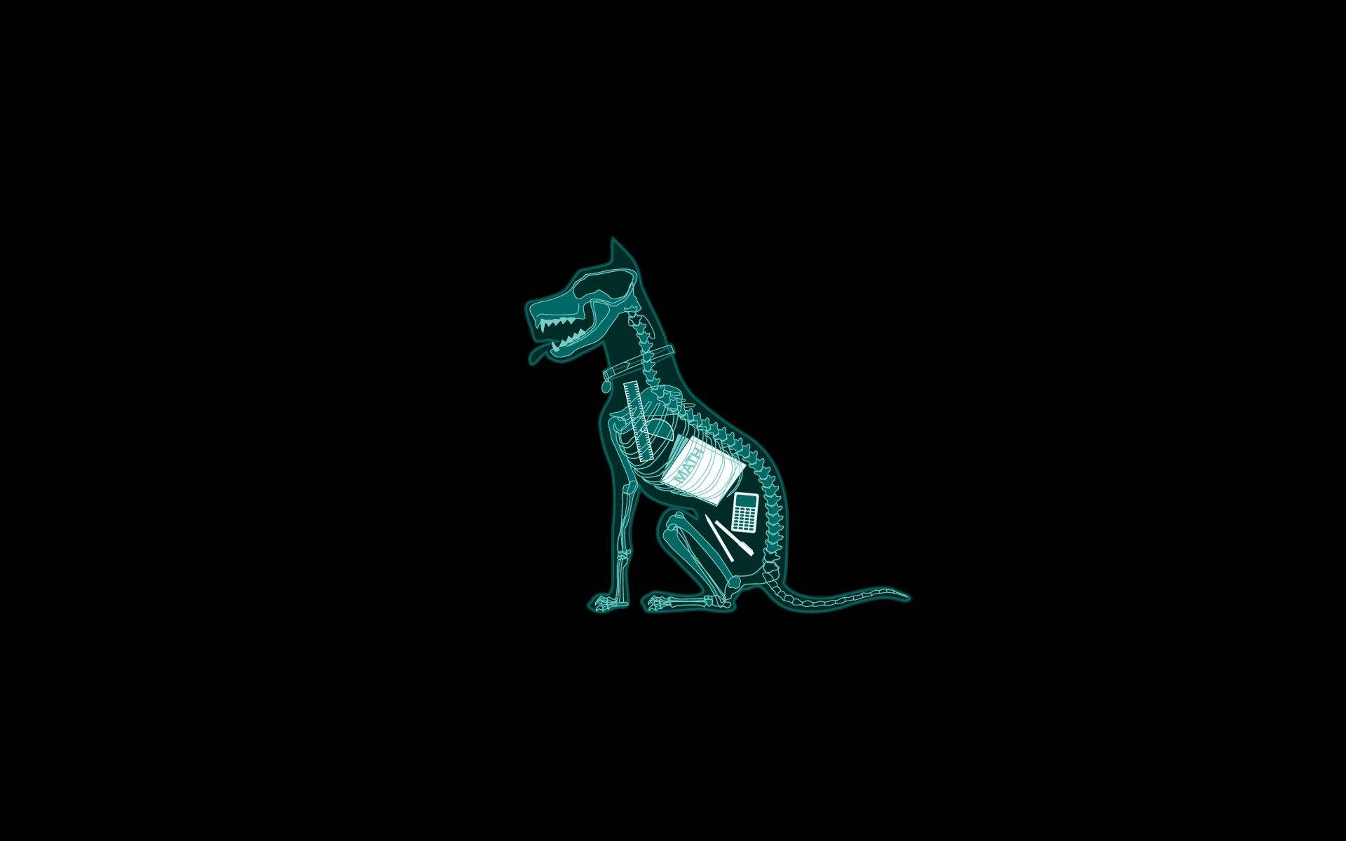 Cool Funny Dog X-ray Wallpaper