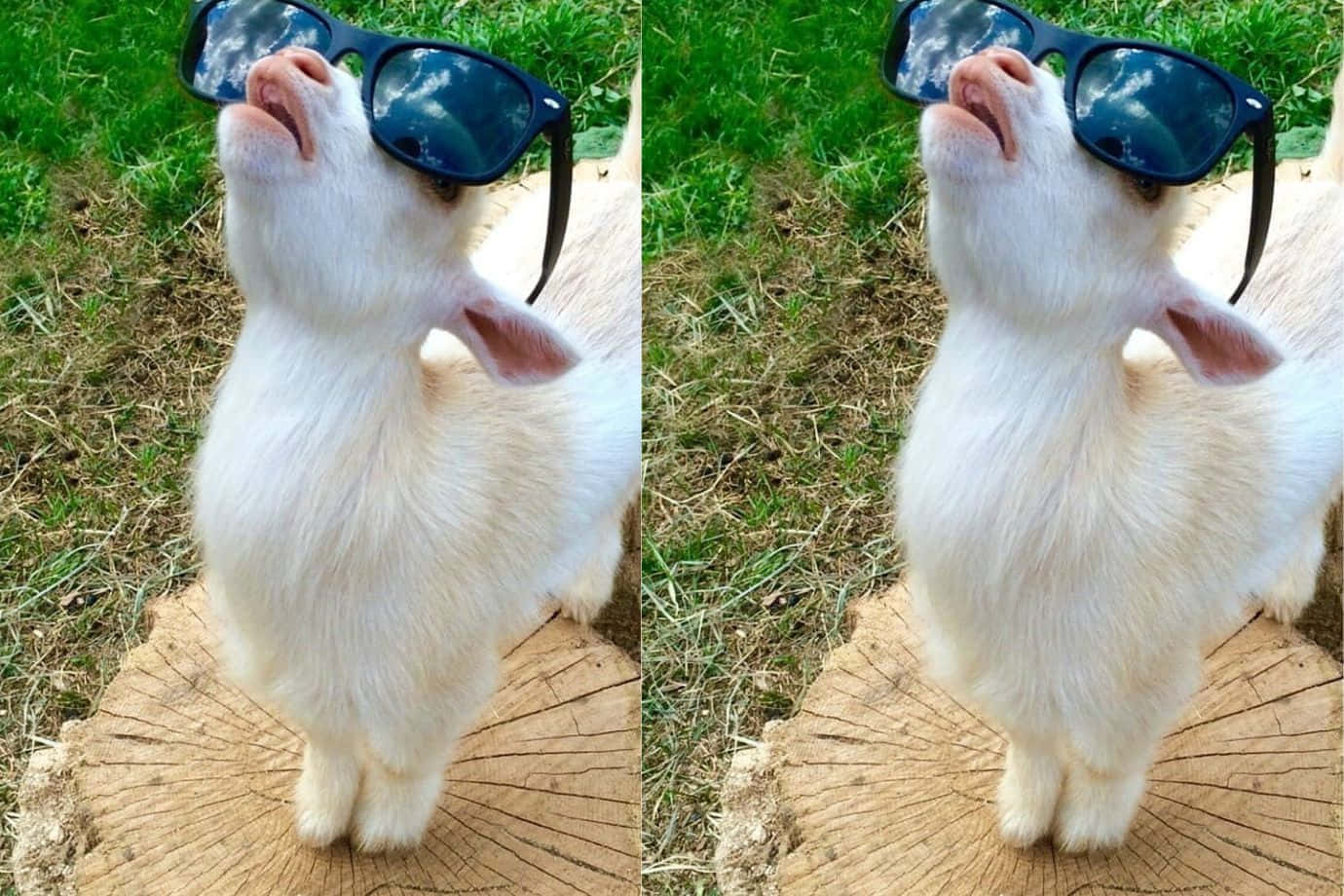 Chèvre Cool Avec Des Lunettes De Soleil Fond d'écran