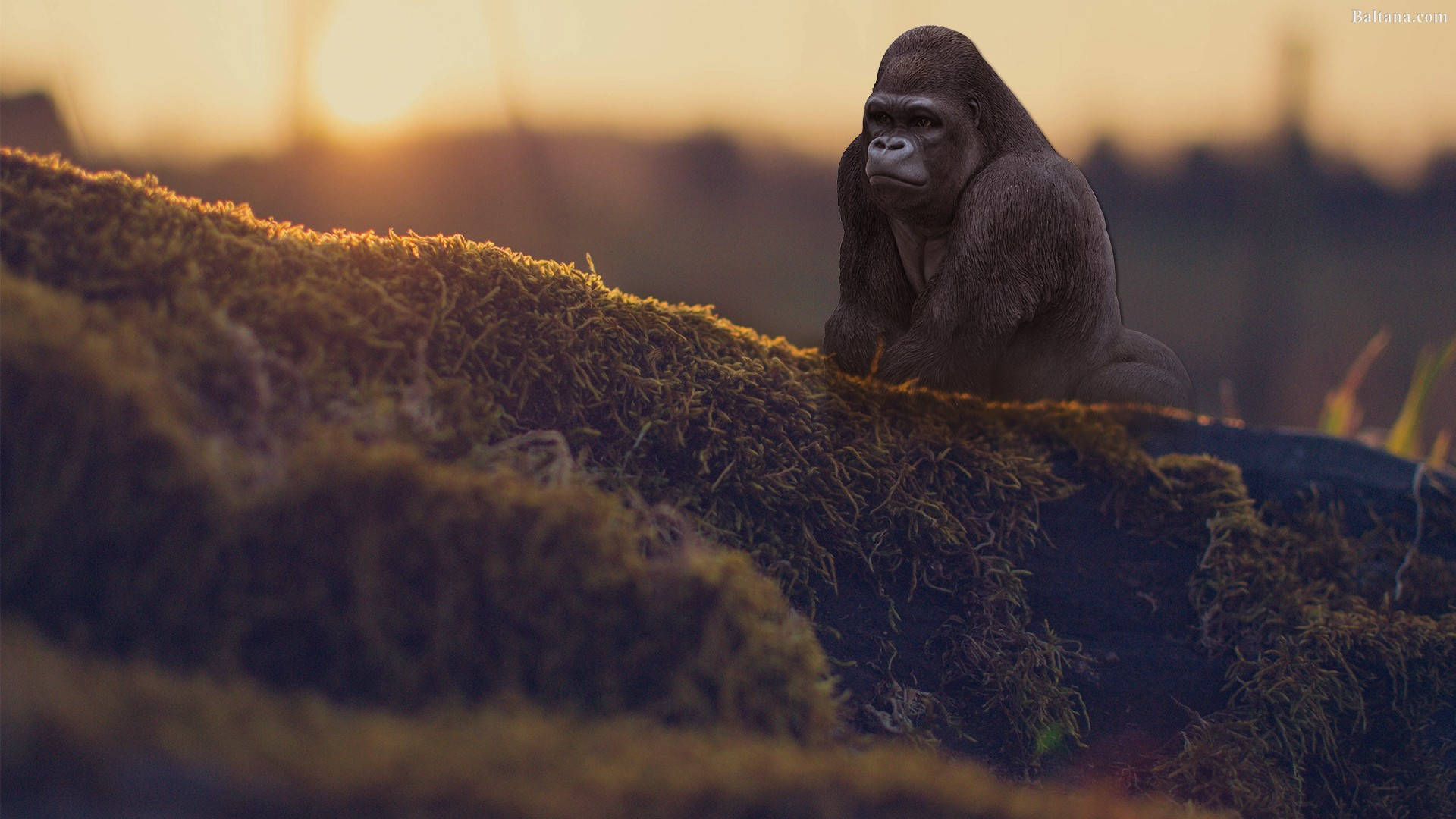 En cool gorilla siddende i junglen Wallpaper