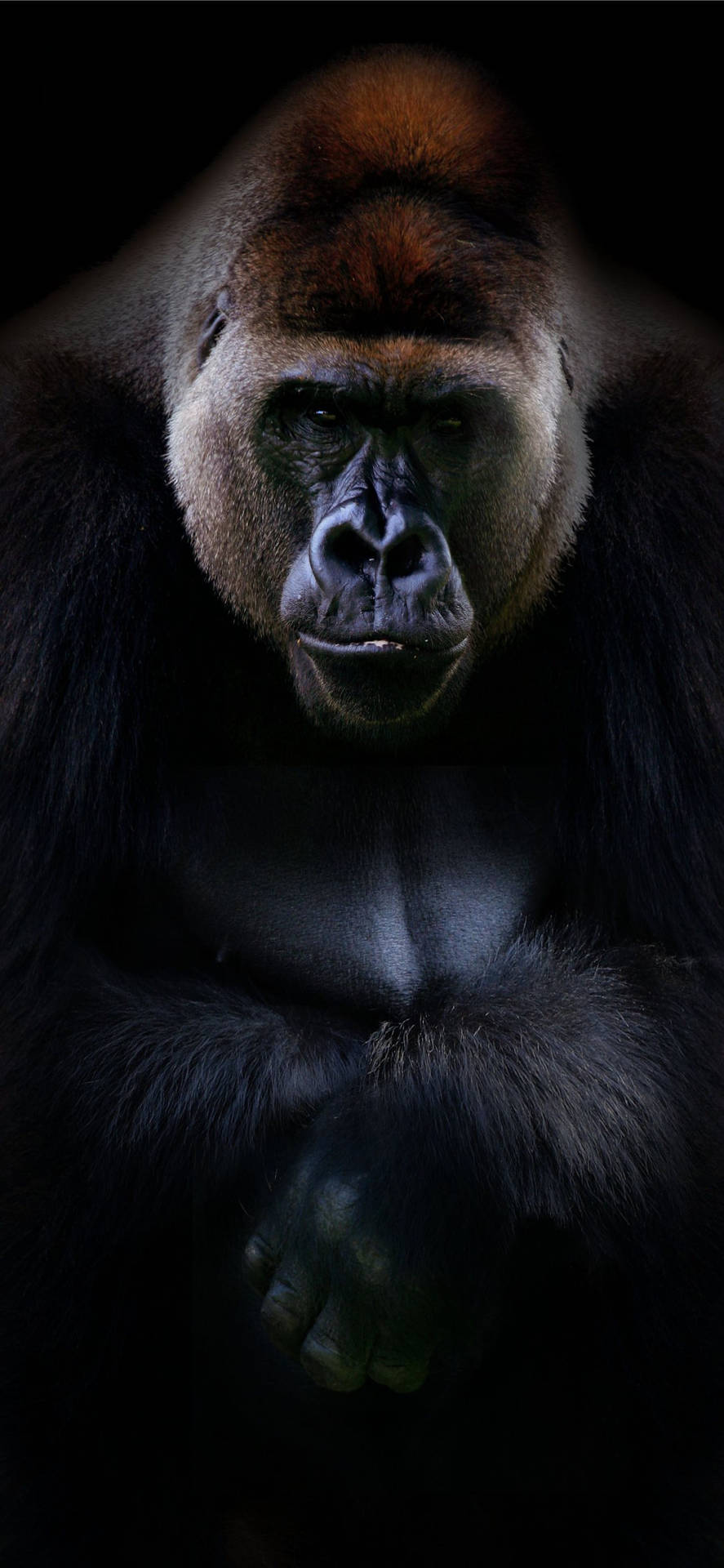 A cool and curious gorilla peers out from the tree branches Wallpaper