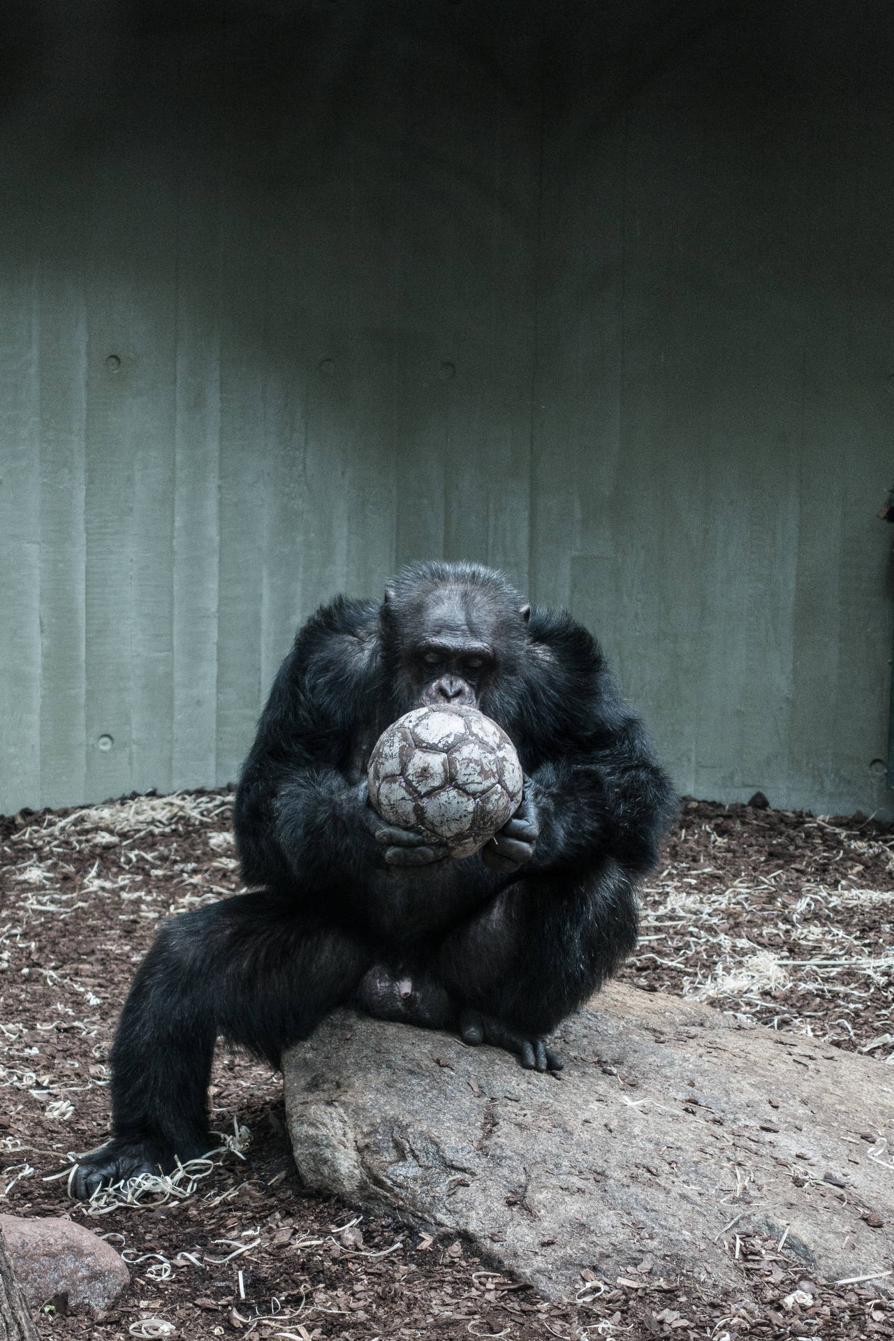 A Cool Gorilla Chilling on a Rock Wallpaper