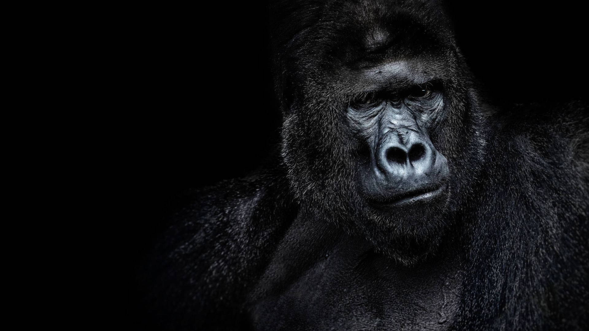 En gorilla ser på kameraet på en mørk baggrund. Wallpaper