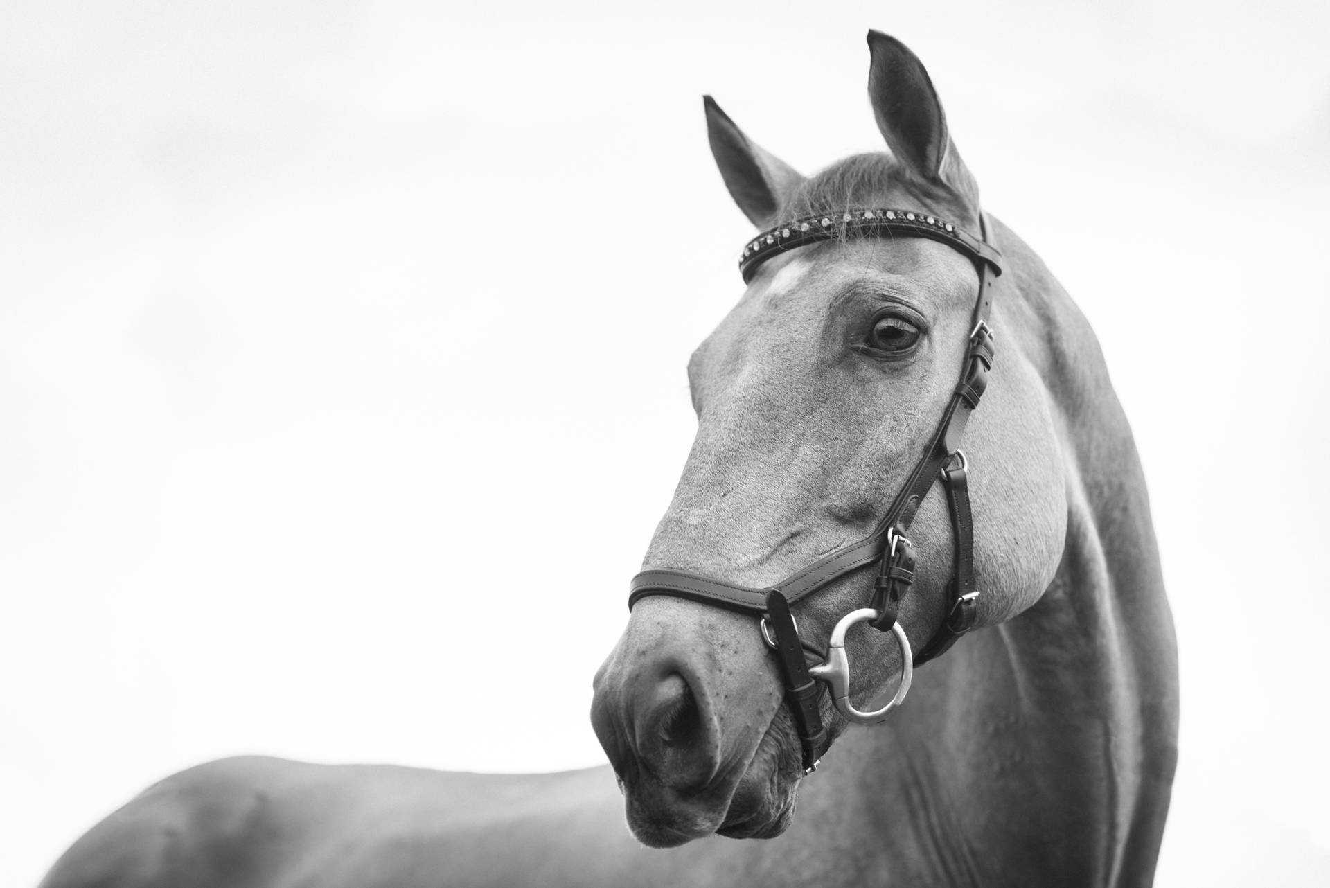 Cool Grayscale Horse Face