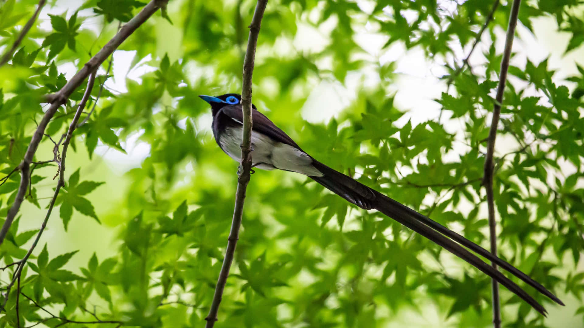 A Blue And Black Bird Perched On A Branch